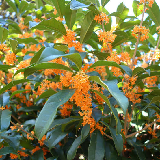 5F7AC721-A7CD-4AEE-B55D-F62CA4F65F64