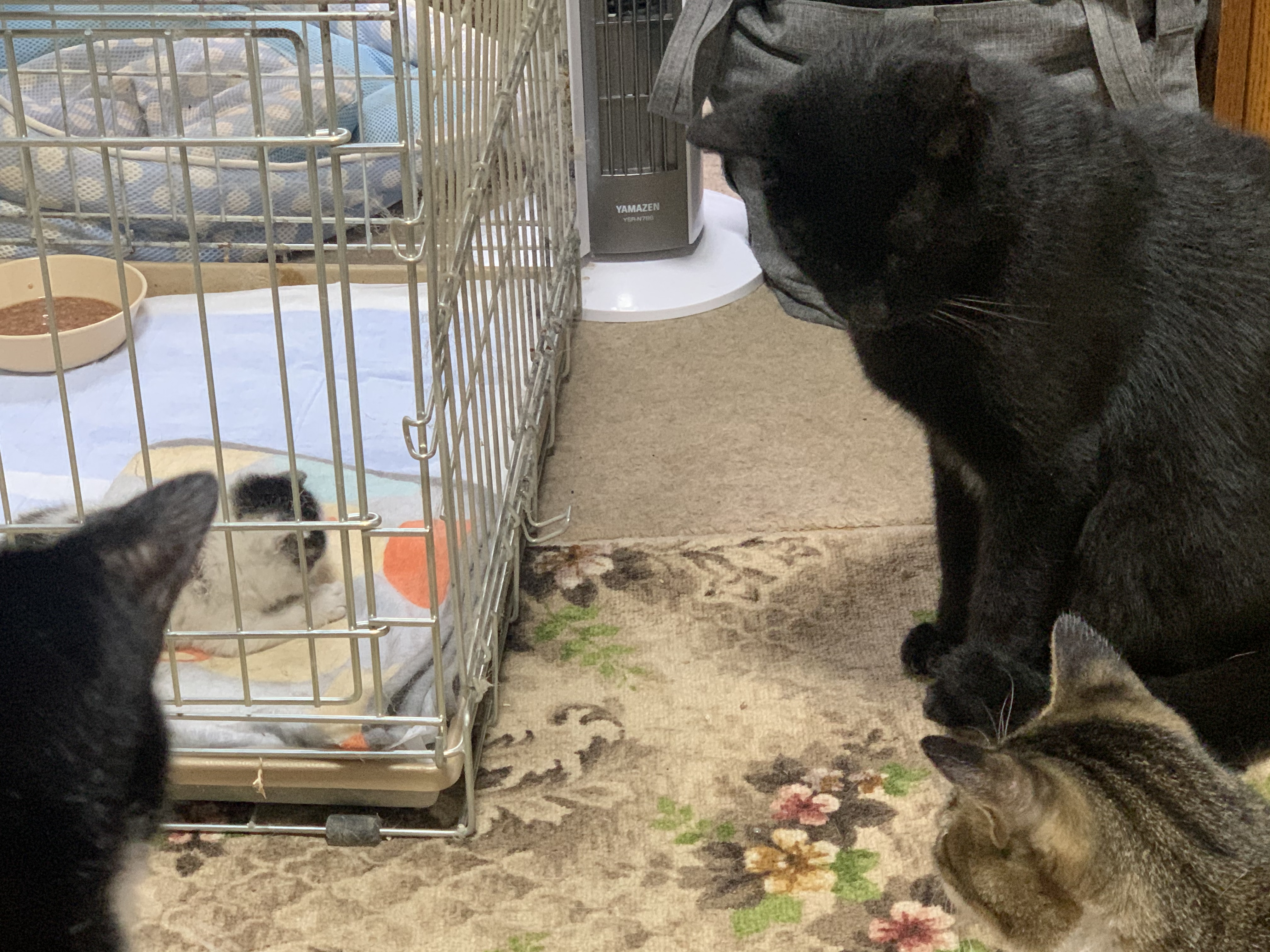 70DCB3E6-F3F5-4F60-90F3-69293EDDD09E