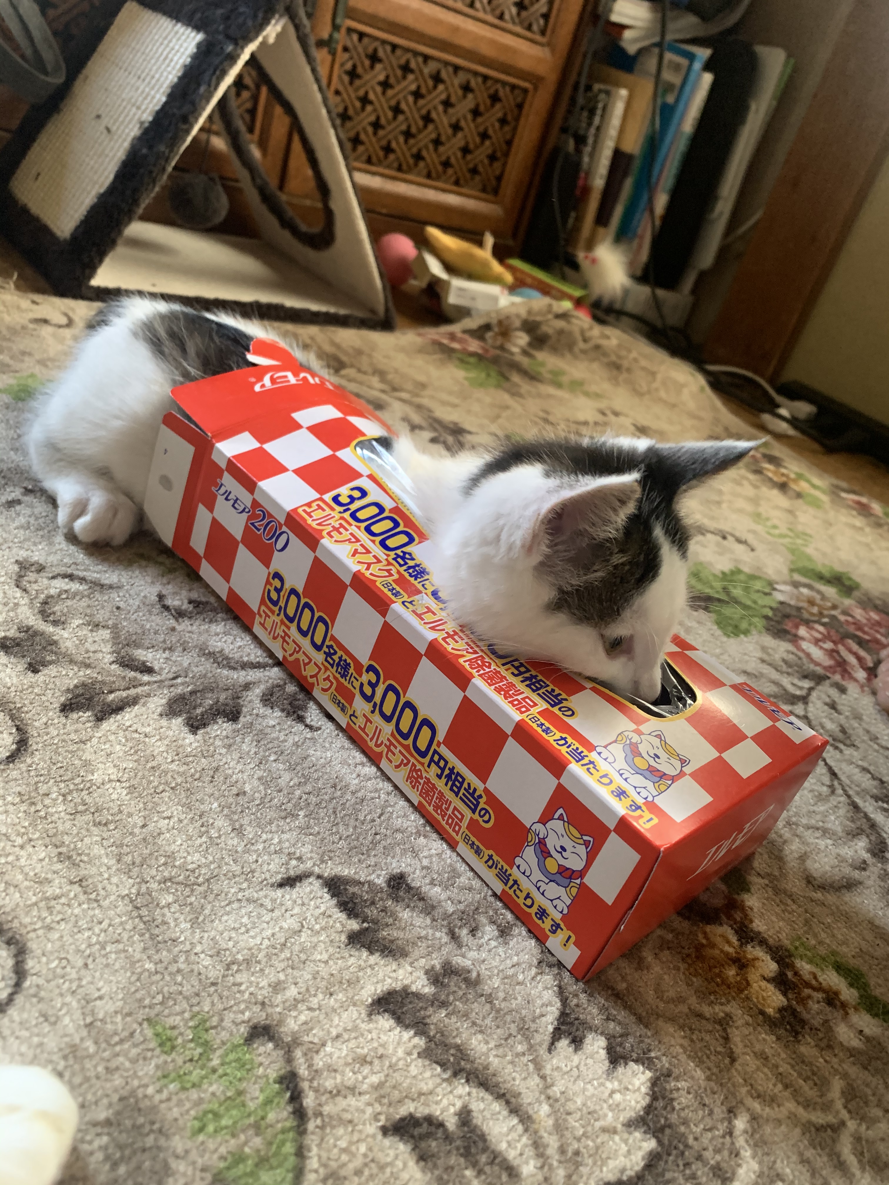 81D14260-998A-4FA6-9BDA-0AD870498D02