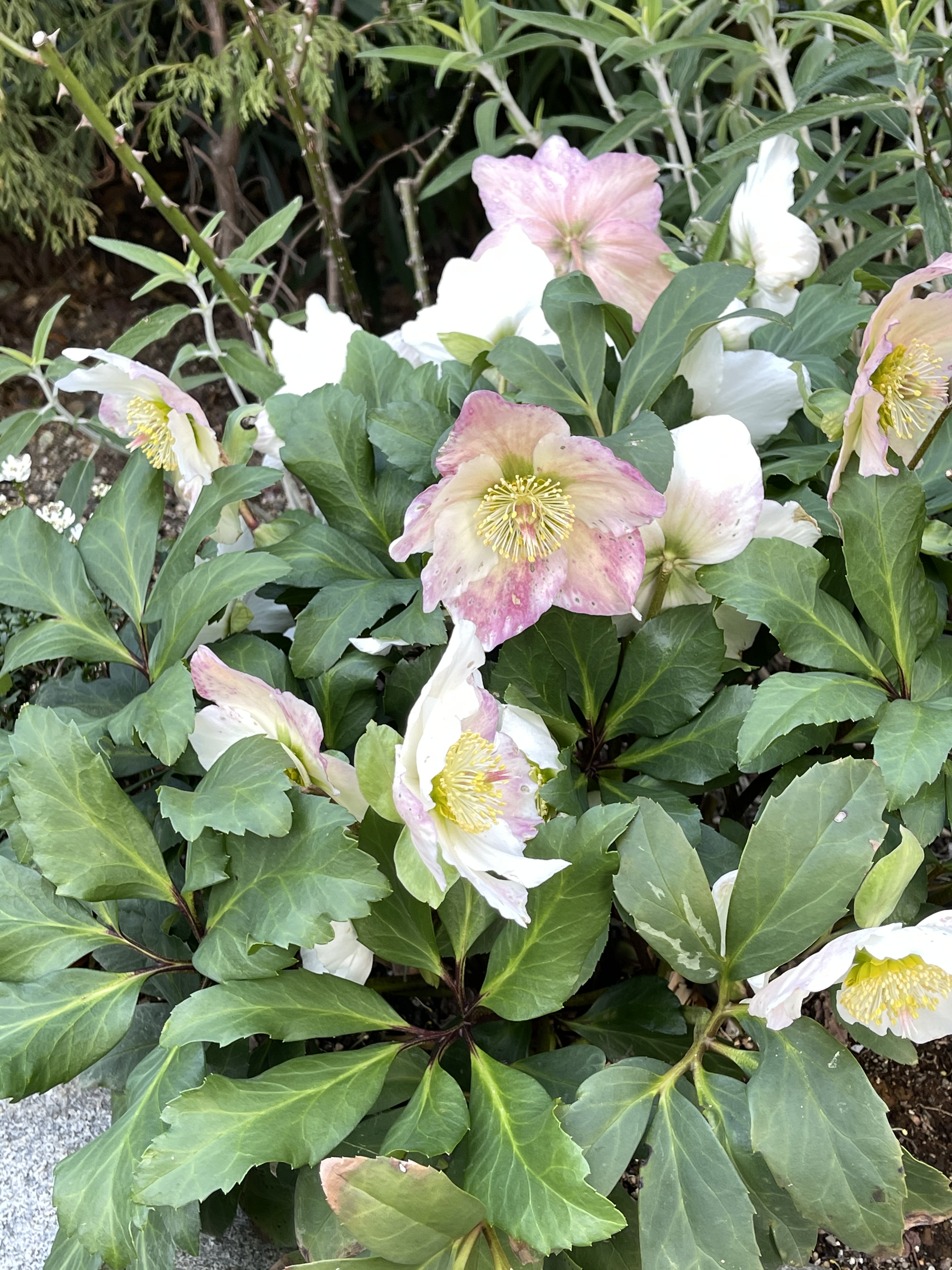 01D86FC7-9B7E-473D-94C6-F58BBAD84400