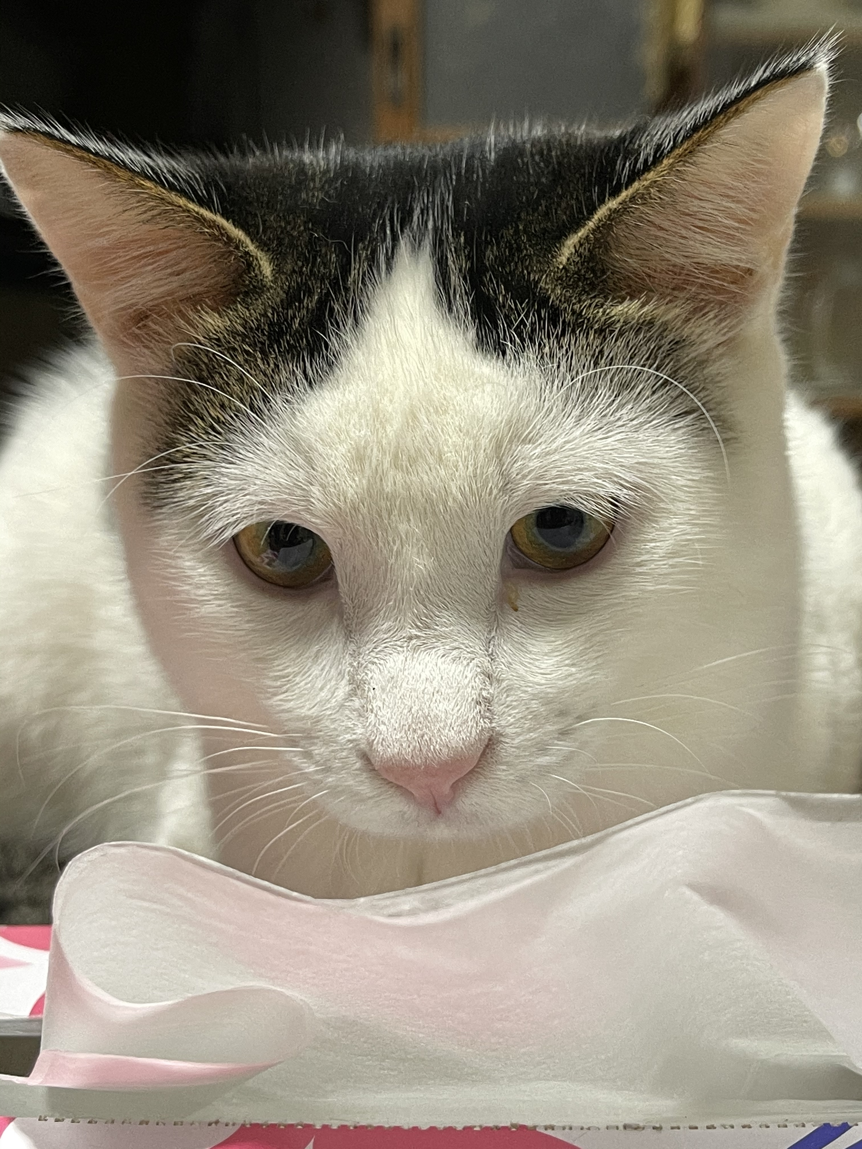 F4EC6E85-AB06-41C0-8D65-0309FE7F8CAF