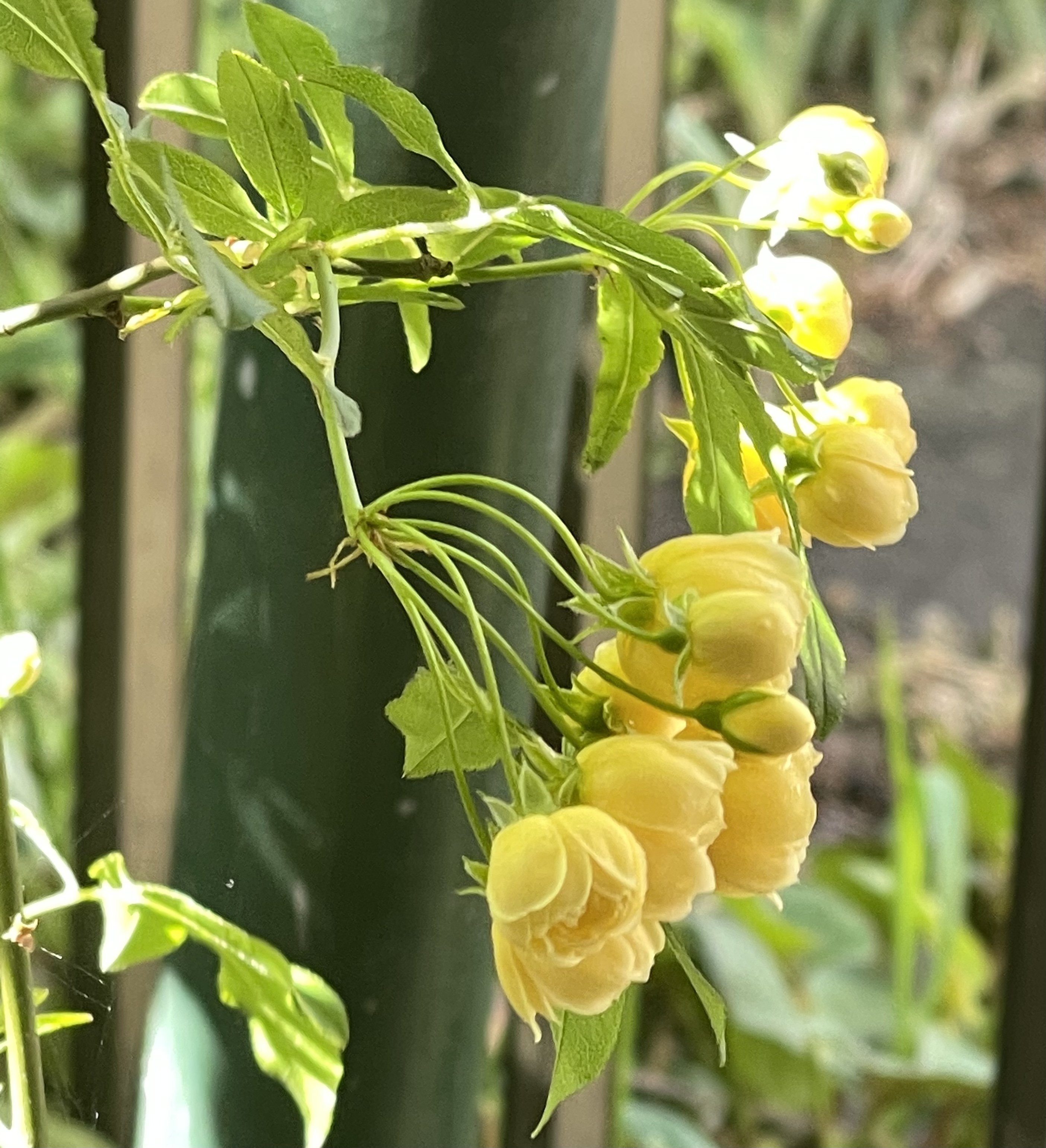 90A4BA34-4B96-4940-B088-A44973E70196