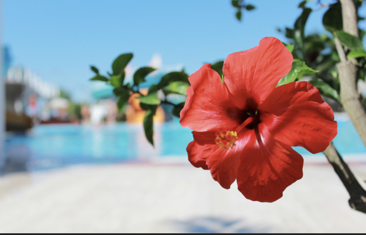 A58434B5-2D14-4EA6-B086-A427AF14DF93