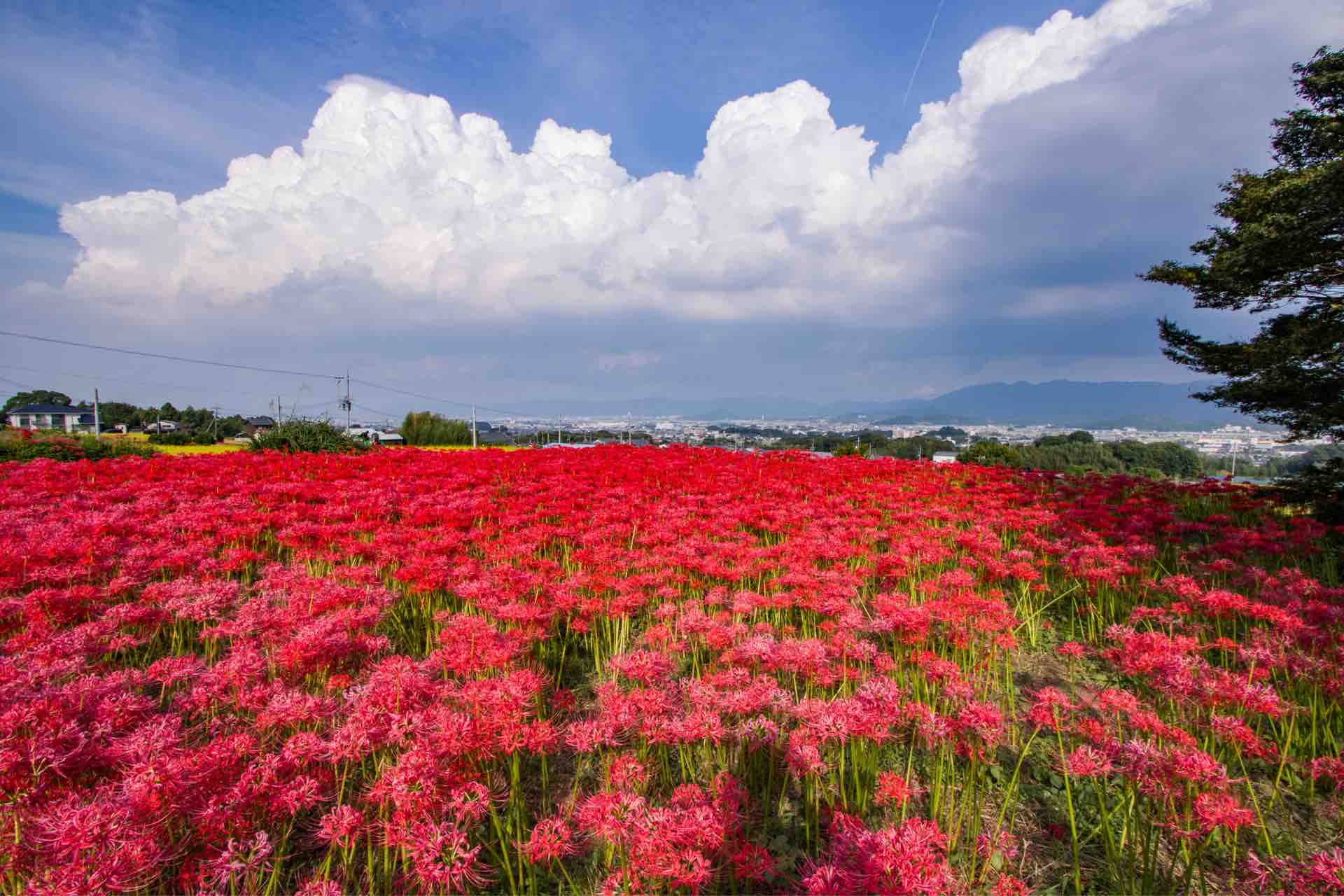 CC0D18F3-8C35-4F75-975C-DAC501F1BA5C