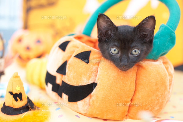 BACFFF9D-C58C-4CA4-ACAF-021A32D35391