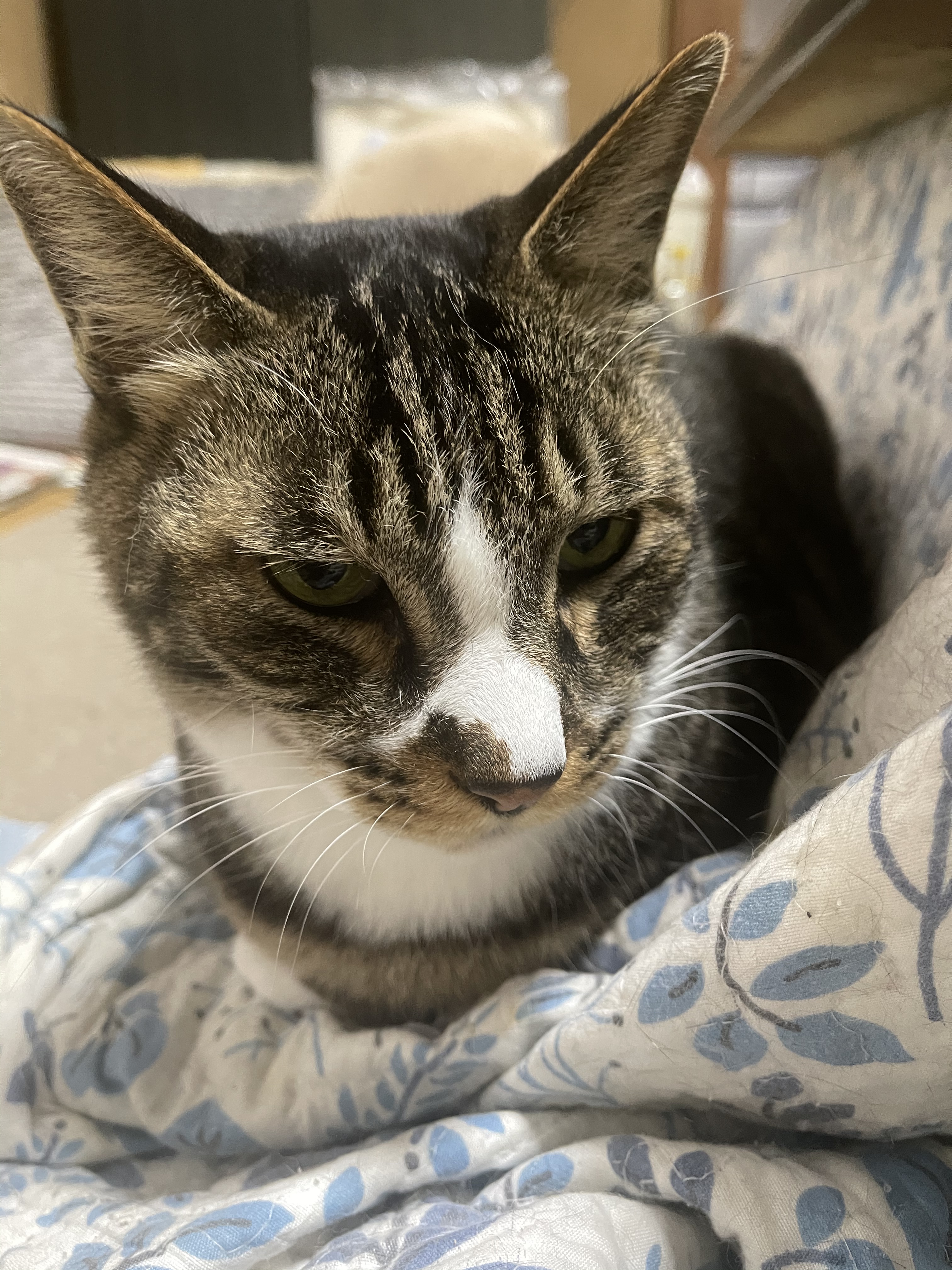 C28071A2-712A-45C5-A5B0-578DA0F3500A