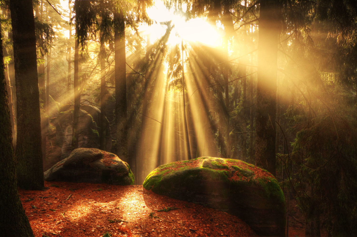 beautiful forest and sunbeams