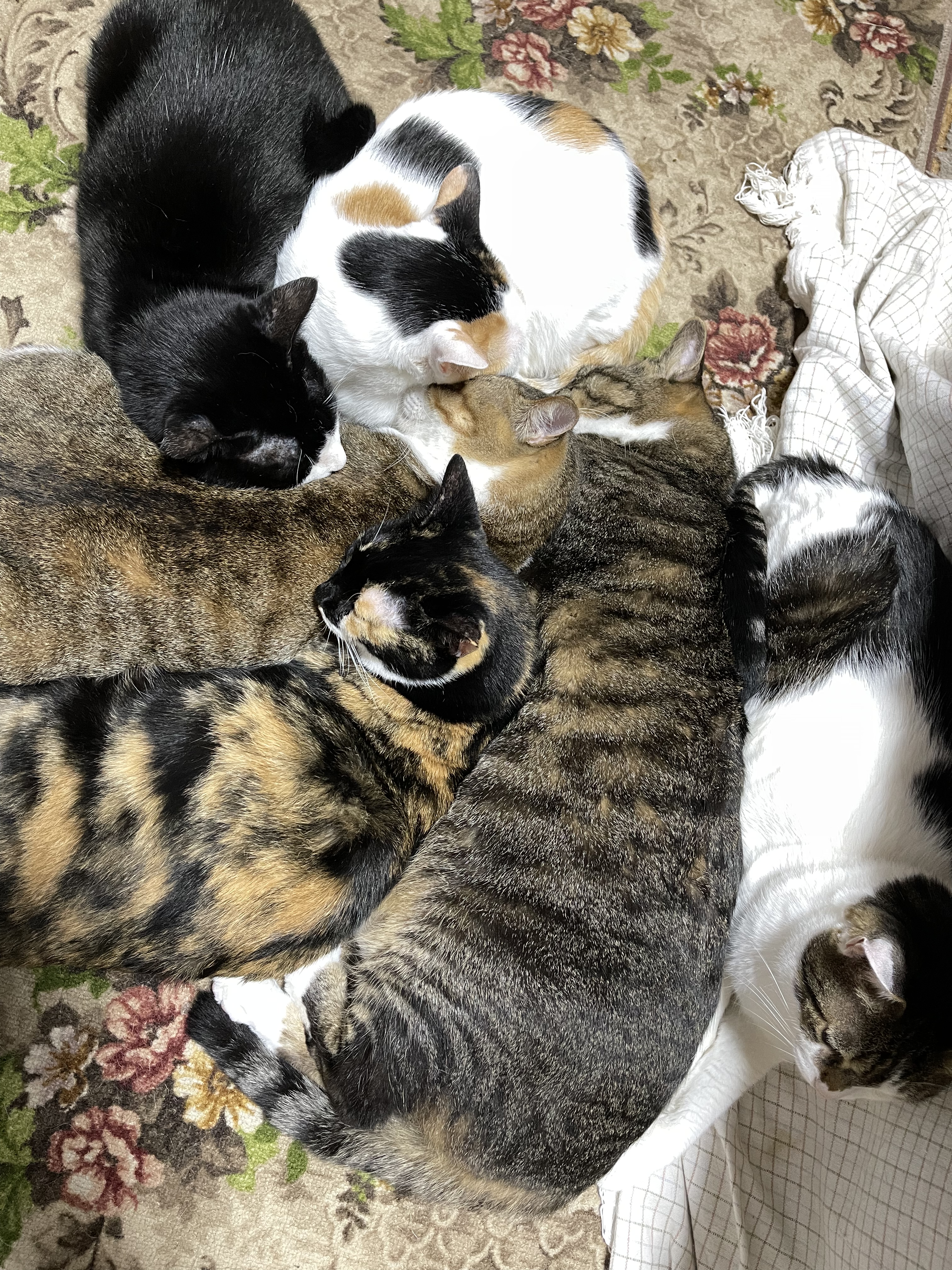 451251D5-41E2-479A-89B5-D2736ECAE14C