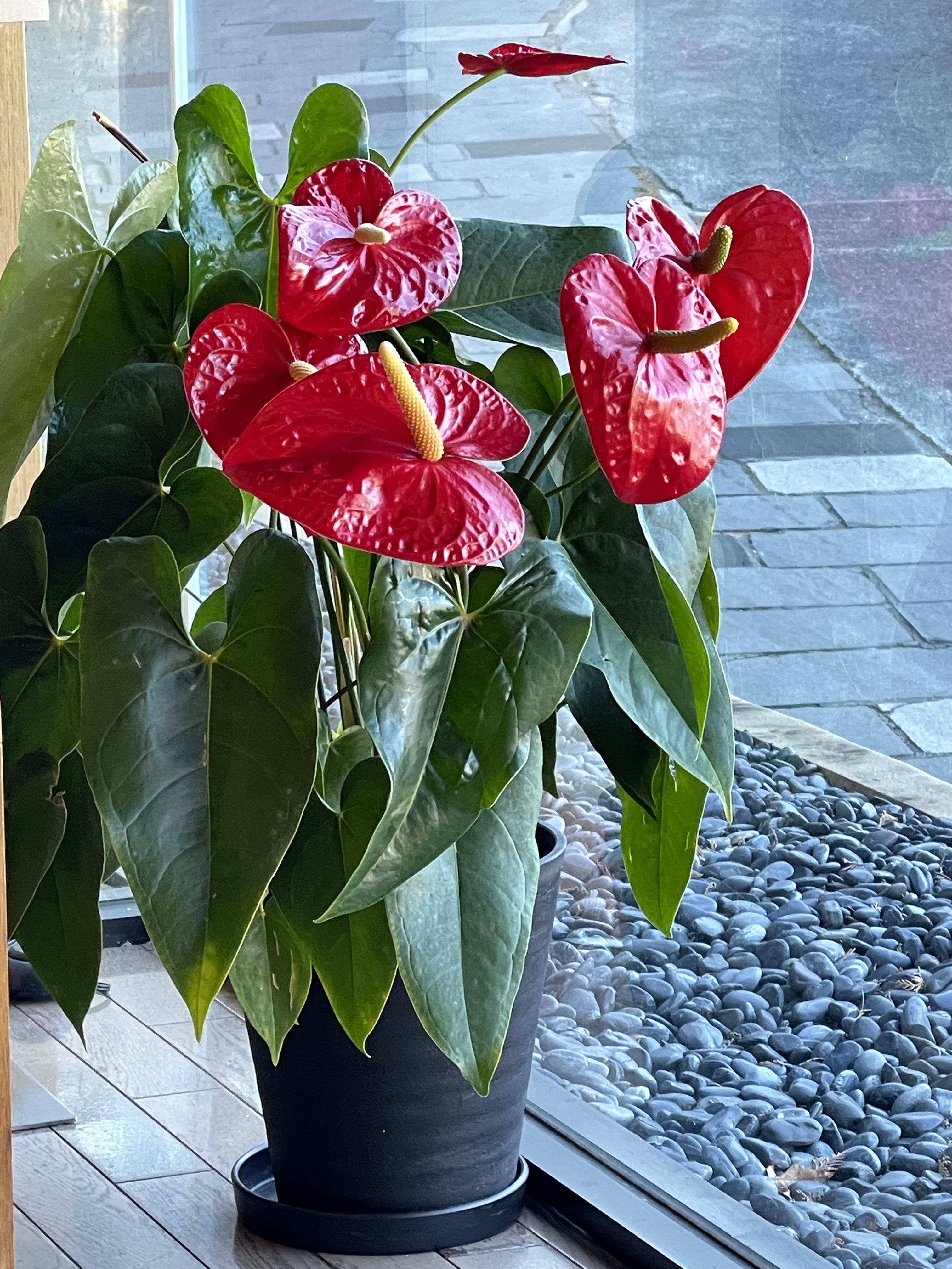 8B5E4801-D622-485D-A722-347BB9C2895D