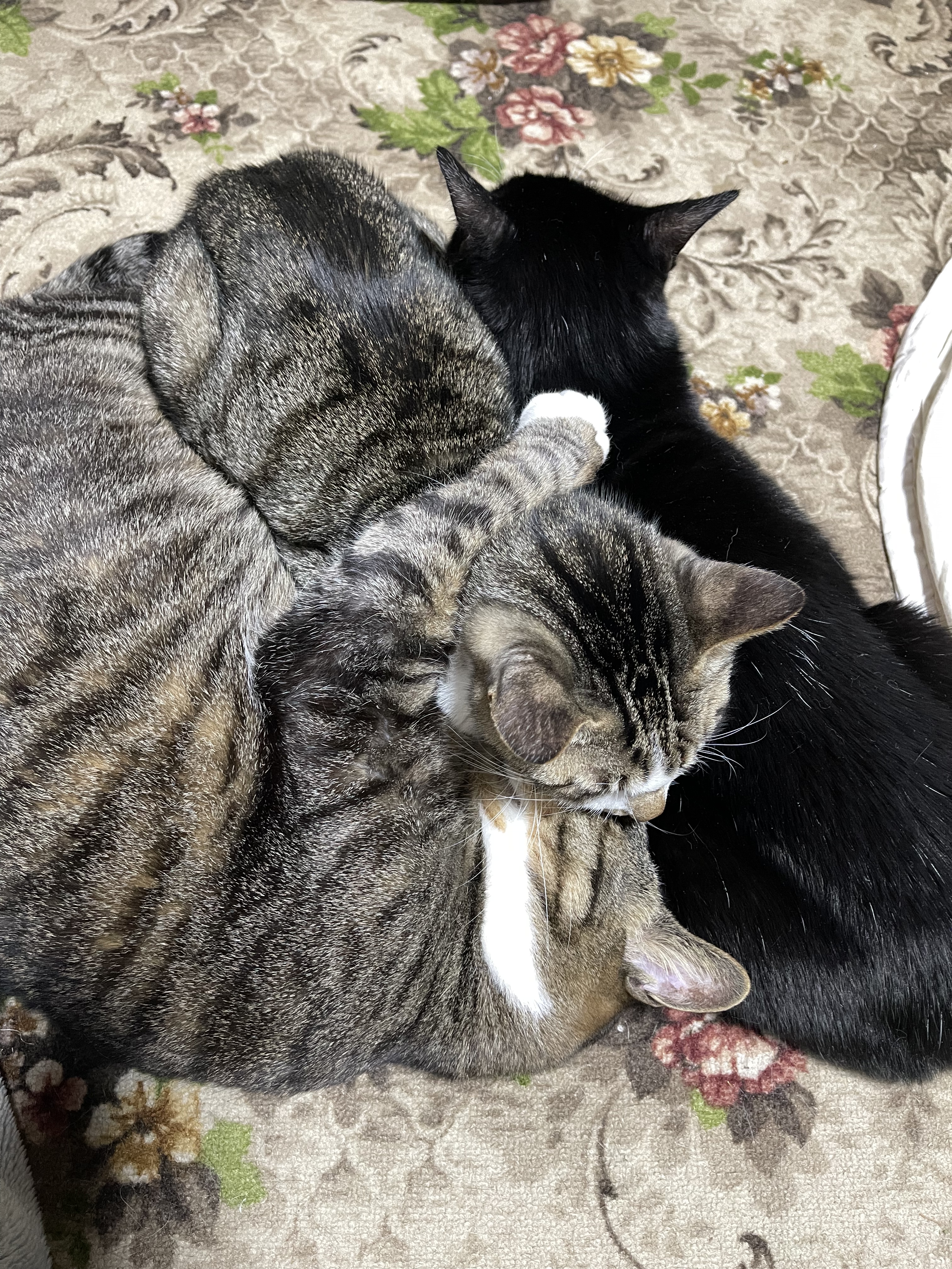 2479E058-F323-491A-87F1-0E20E8F868E3