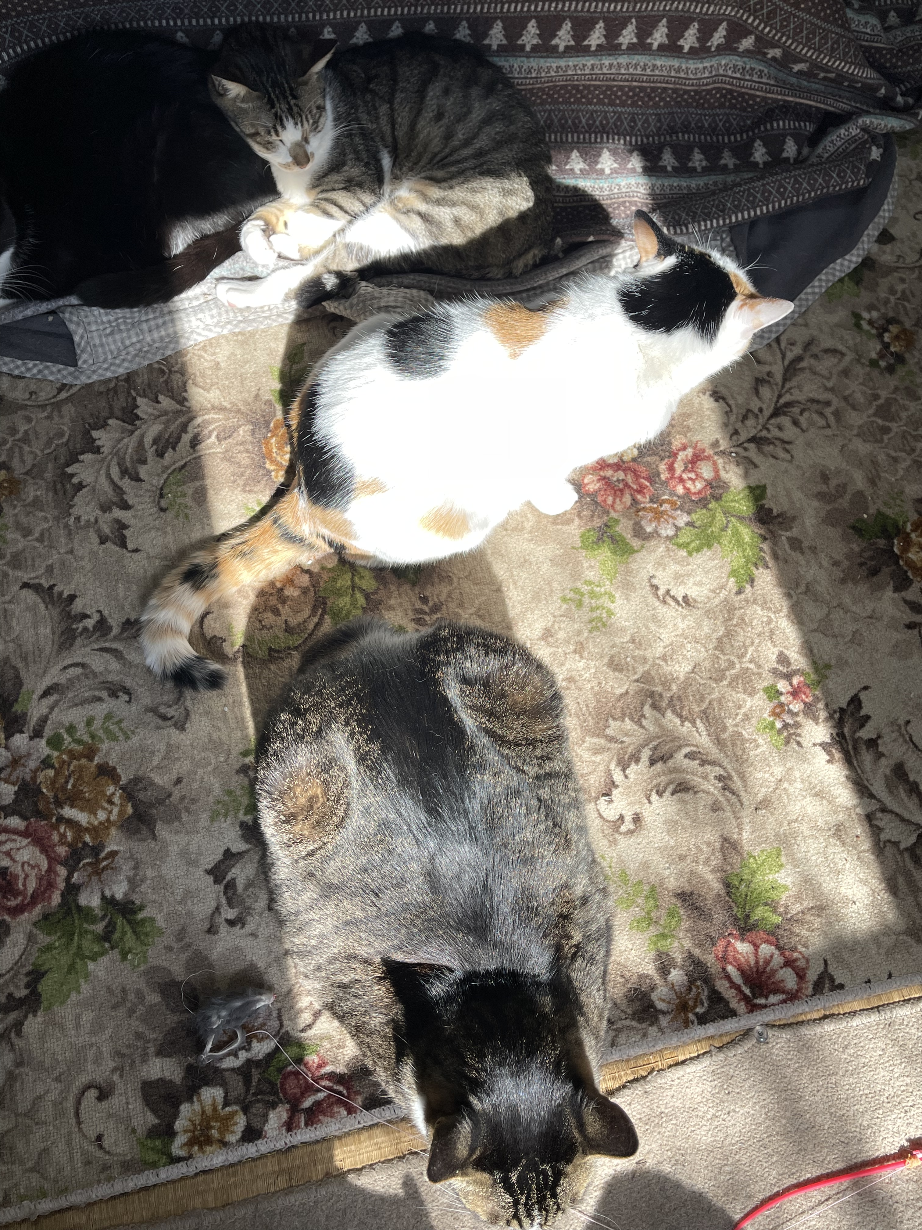 58BA4D1F-B67B-4A58-9515-9E079C8CAFB8