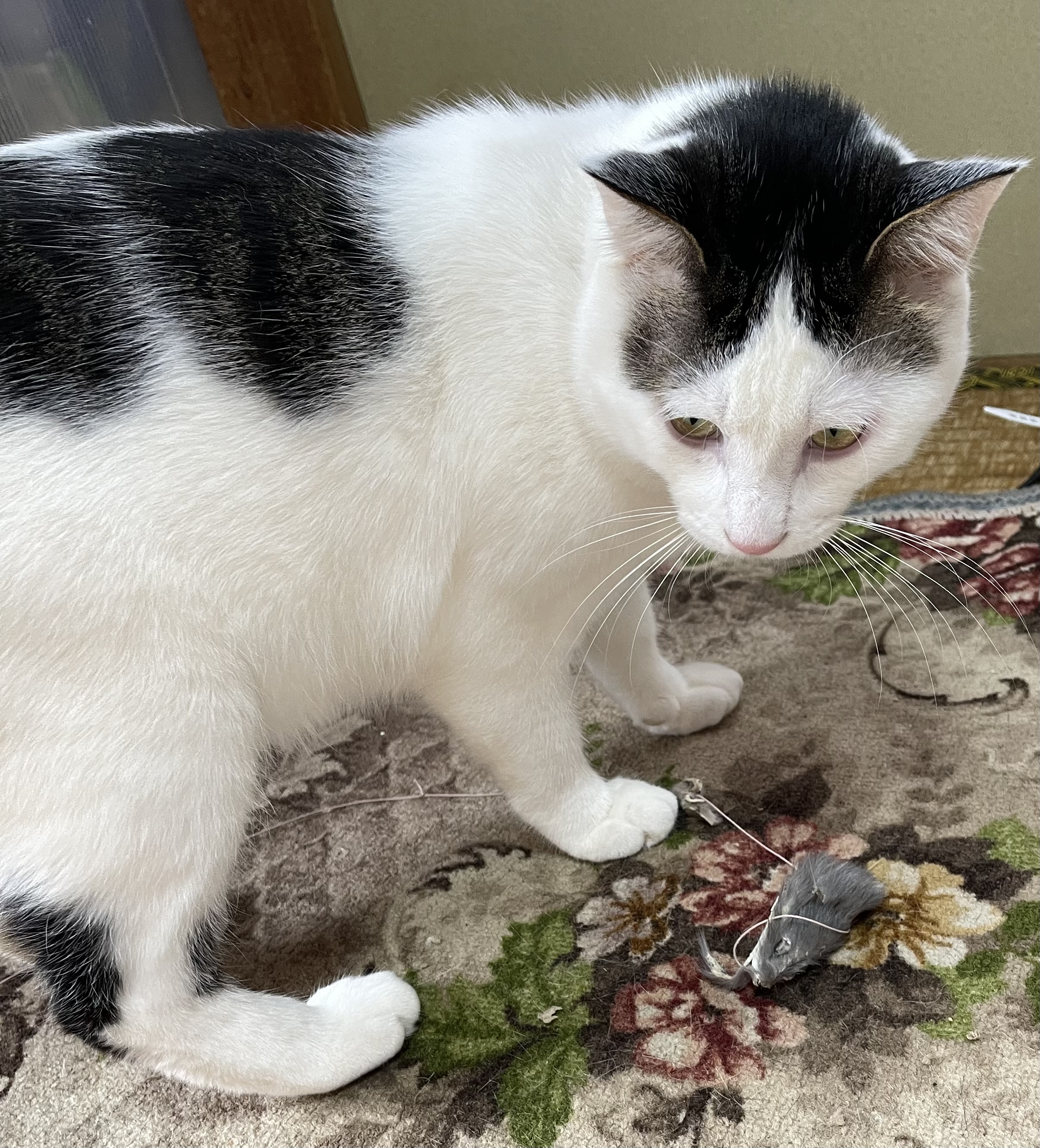 D1E3D867-88A9-46EA-B9BD-5229FA5B061E