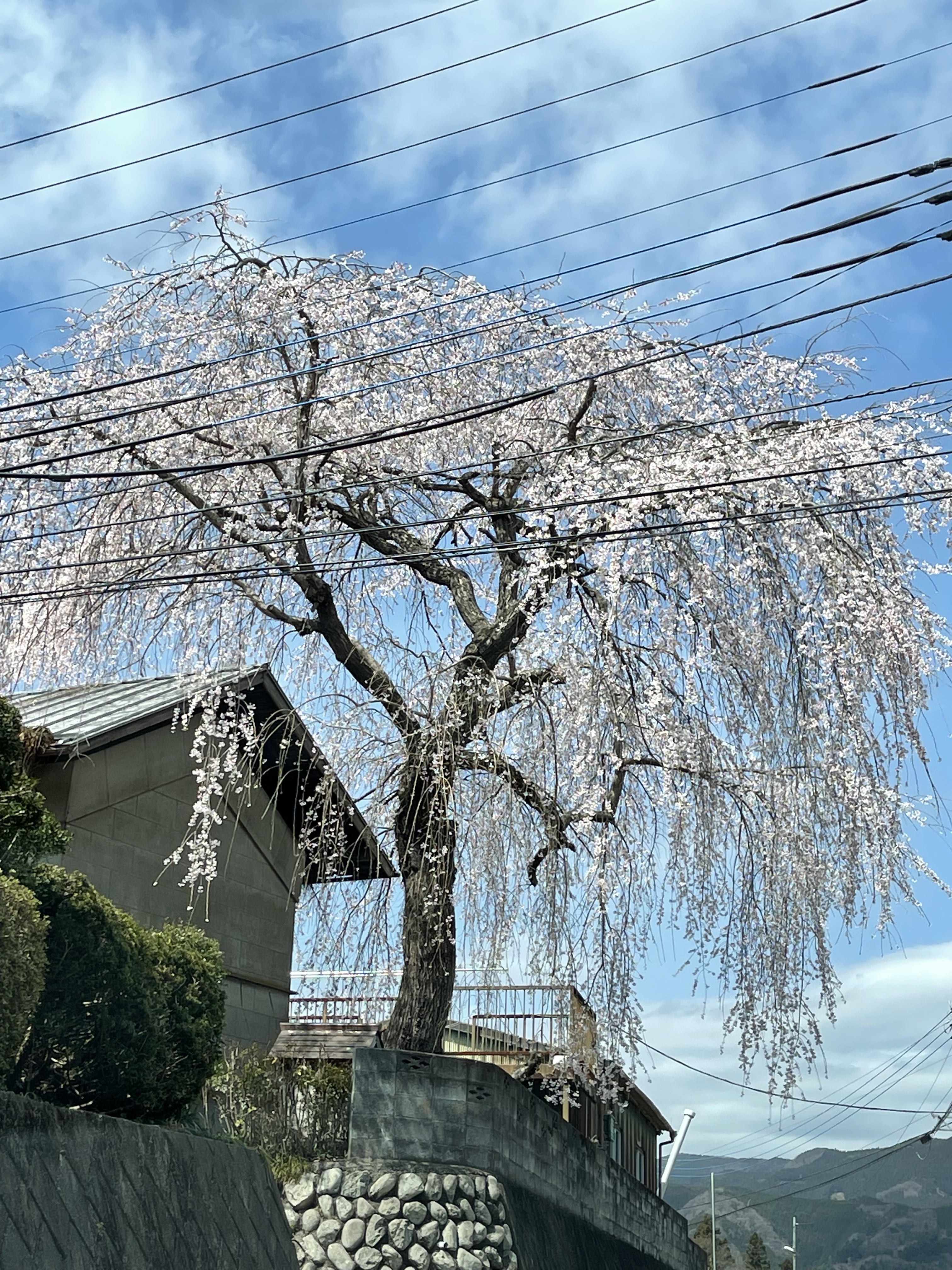 8CE6C3A1-C279-4D2C-A01F-825EEC337FF8