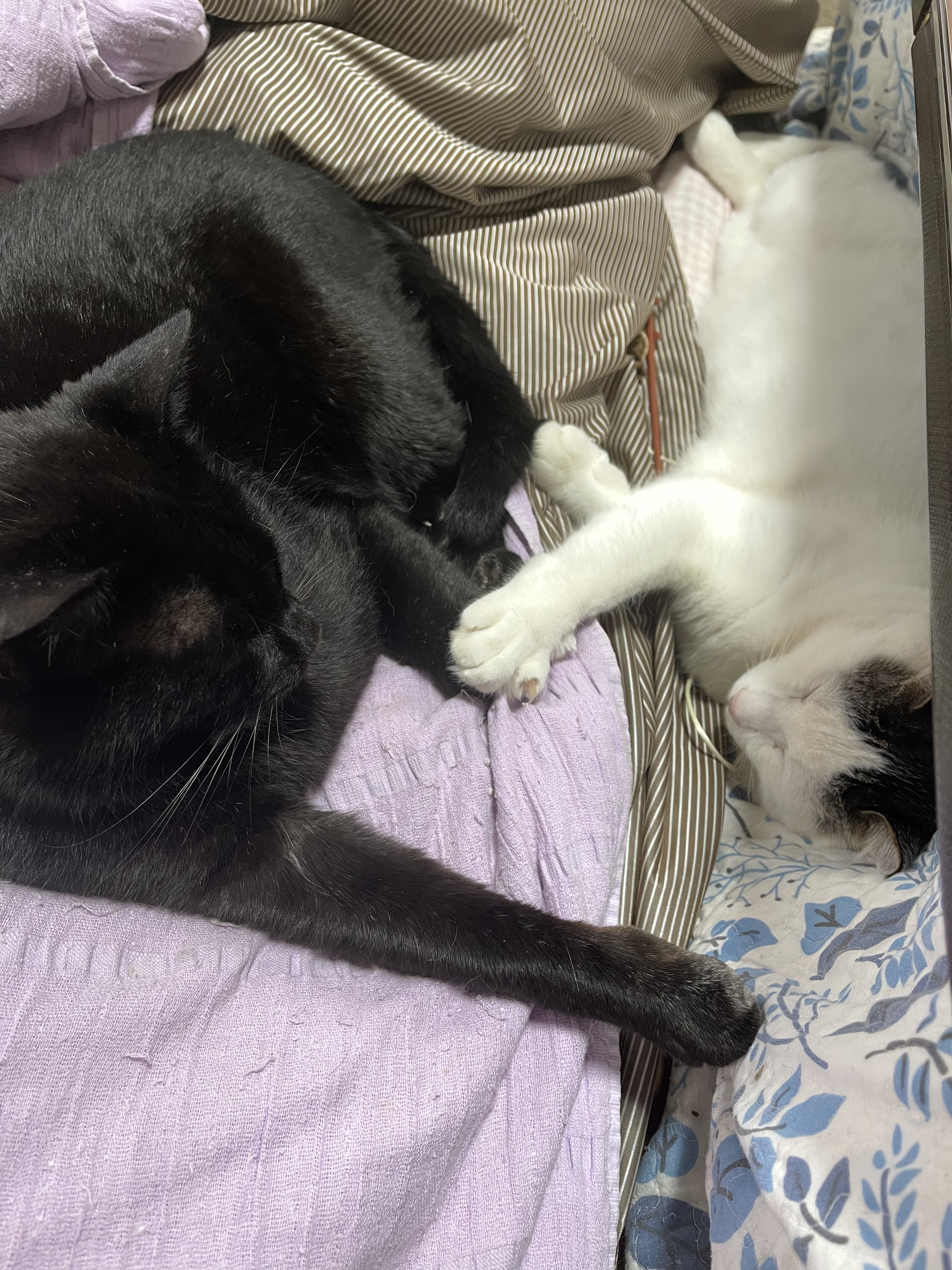 961DB909-32F7-456F-9E5A-7E666EC2881E