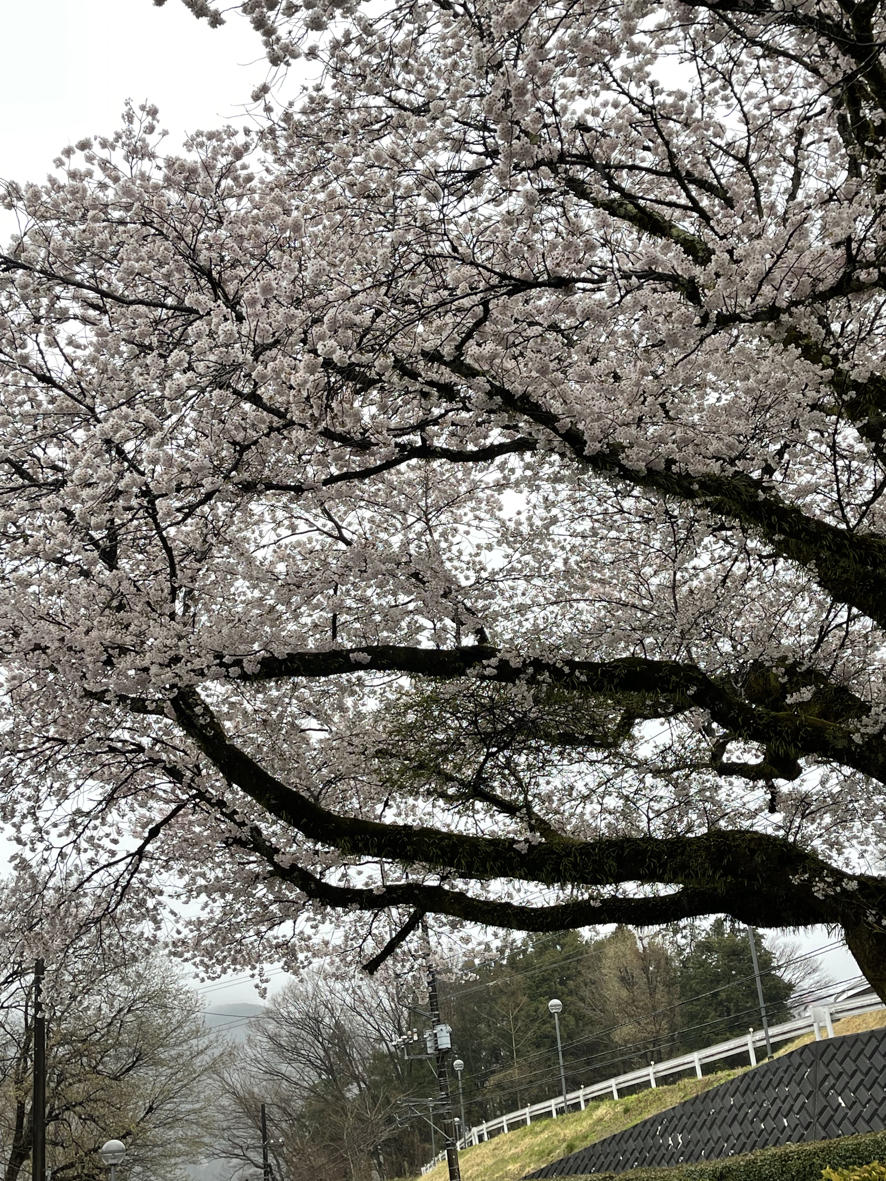 AC29BB6D-0EB0-4099-A499-85E073288003