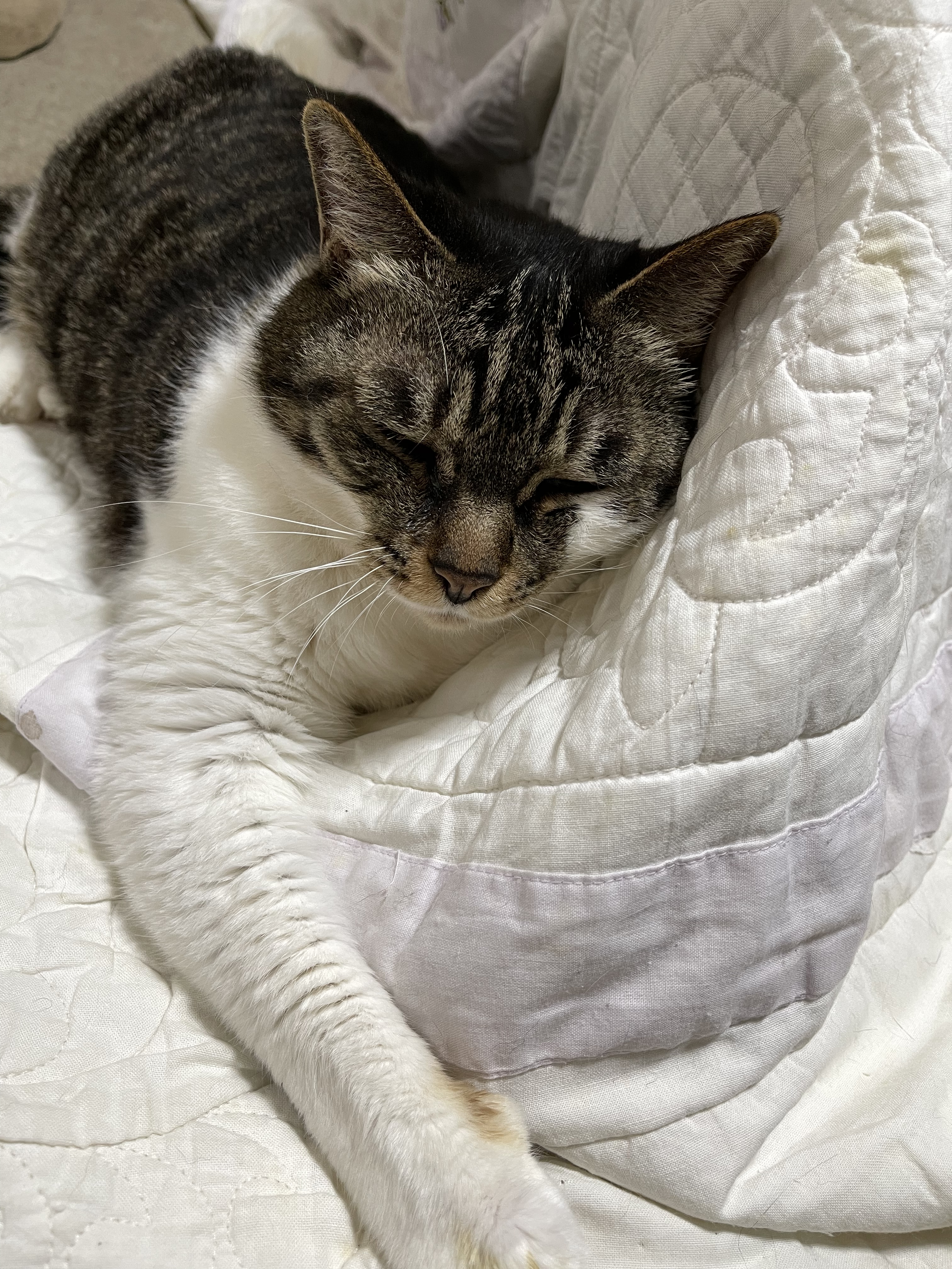 3628A83B-82A2-49A6-B25F-EC8F52A8502C