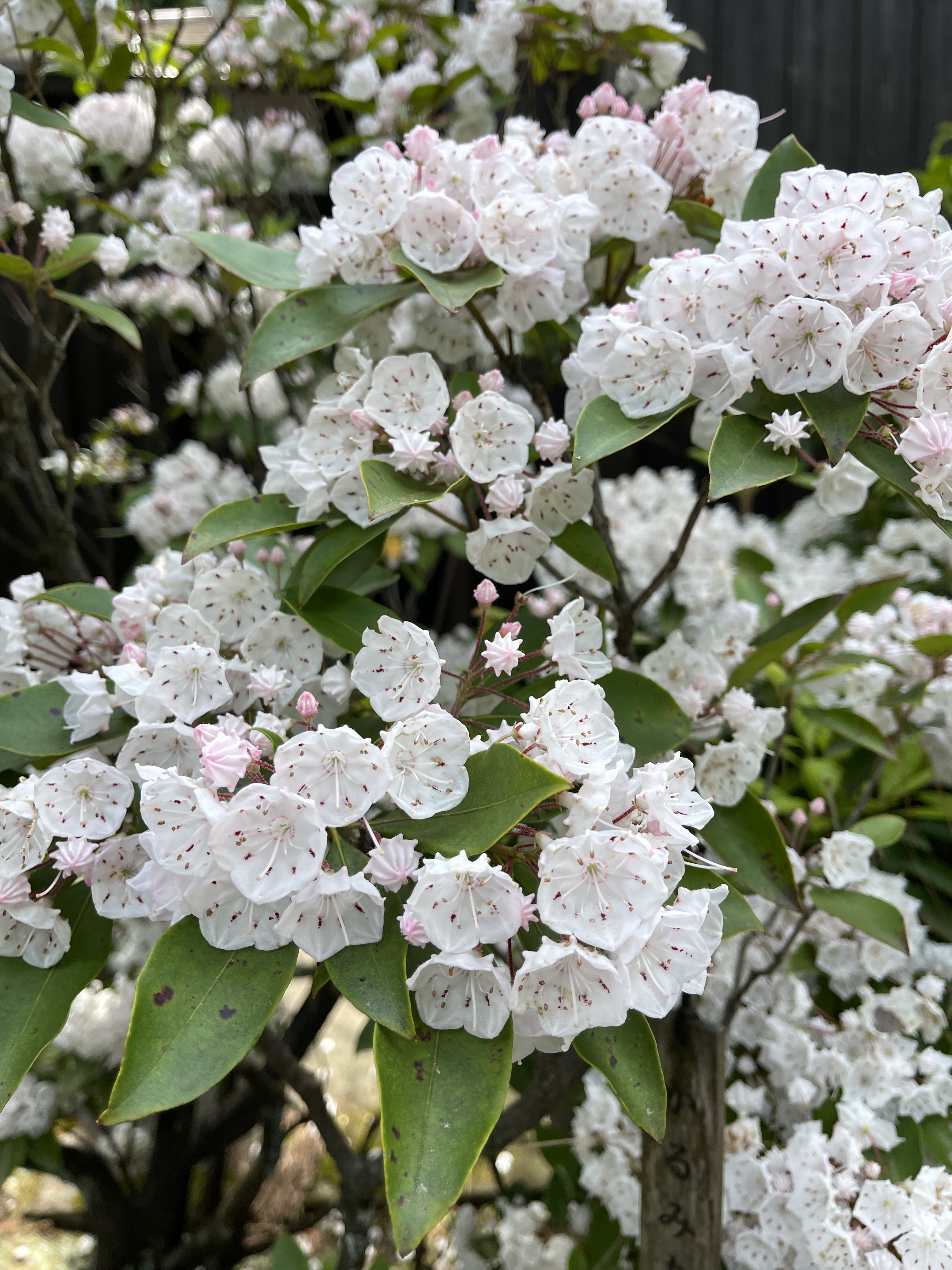 7818D779-060C-4259-8DCE-FE36BD946E1E