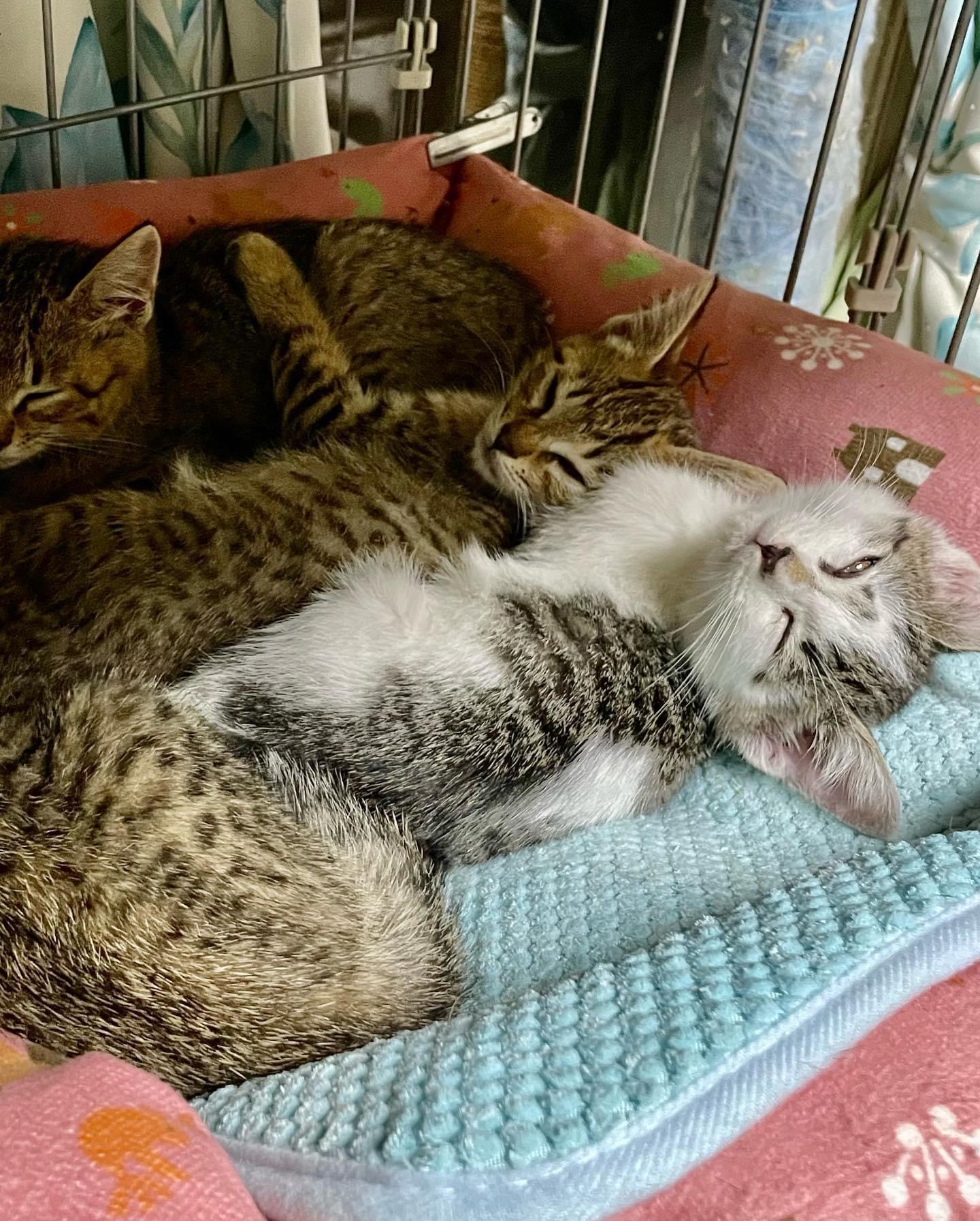 35A16766-9B8A-43A4-B20F-80C5D1CAA220