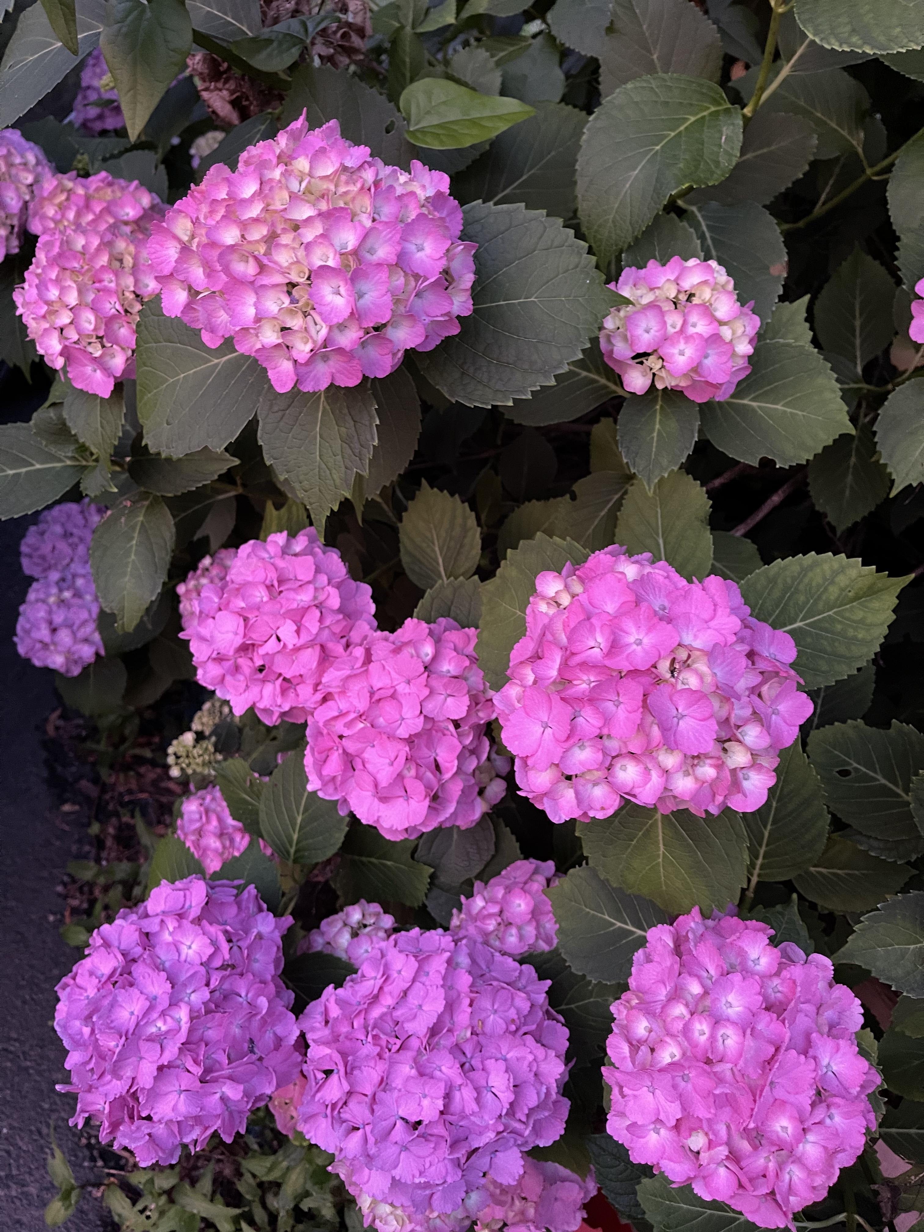 68173DCD-3DE9-4C5D-B2AB-E1DFA186B37D