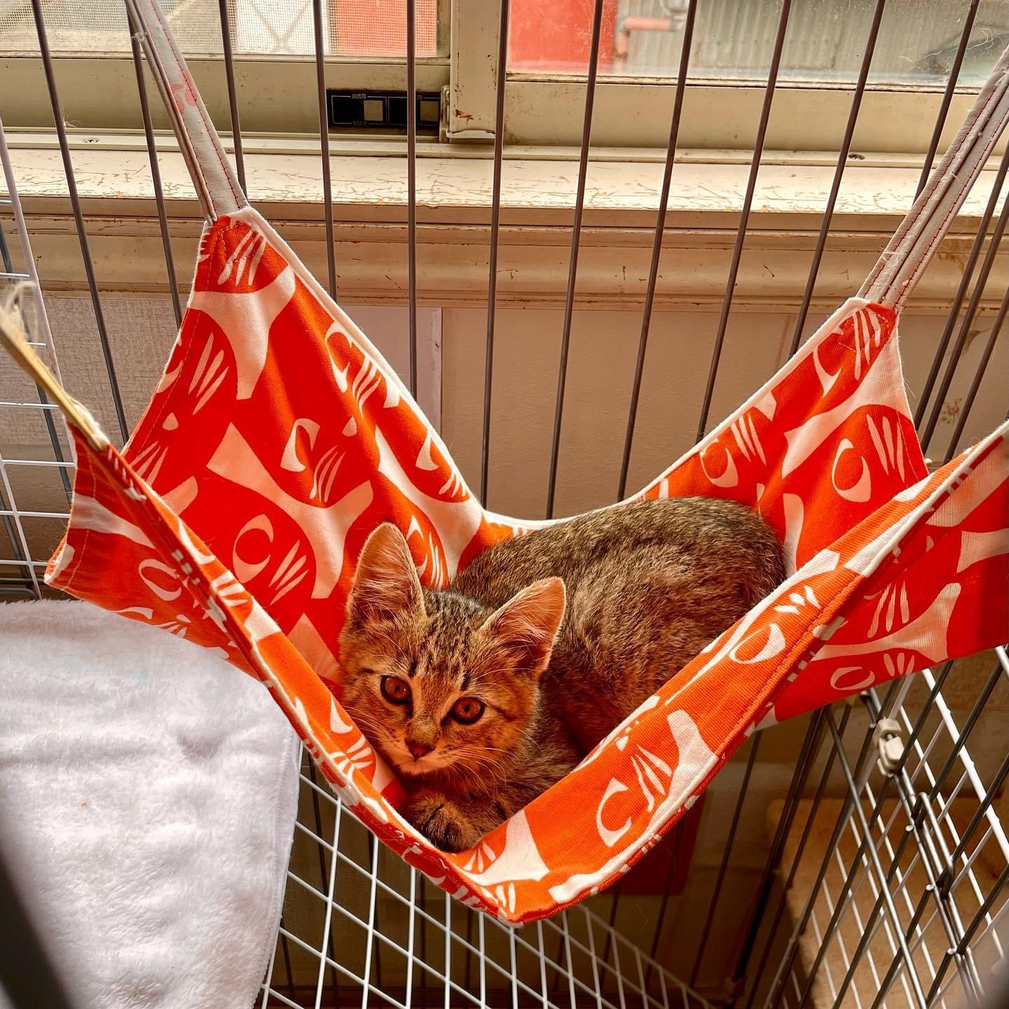 E4B6E57B-50BA-4BC4-9A48-4220357425FE