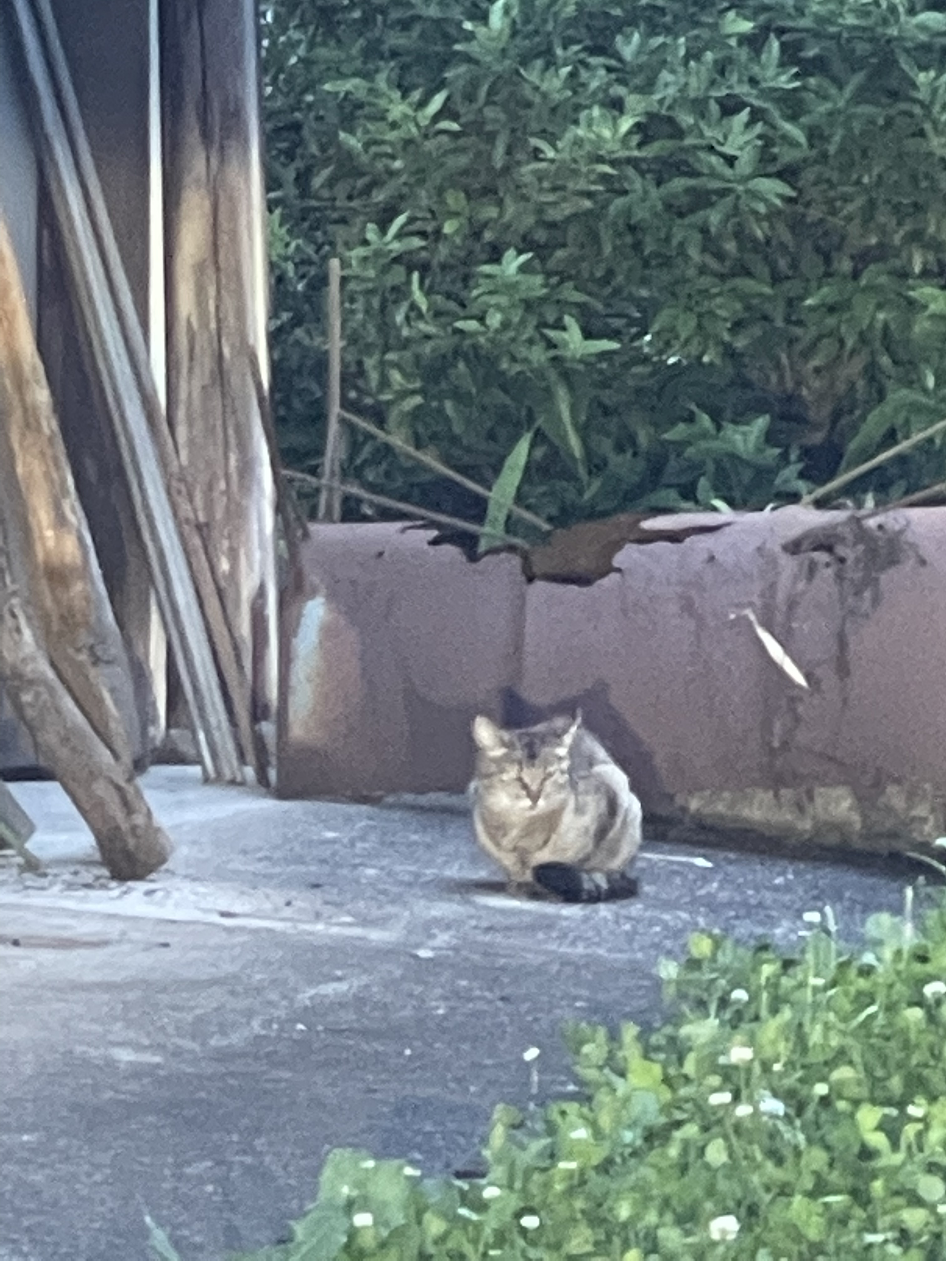 E8FFA7E4-CBCC-4445-91CC-22257F63DDC8