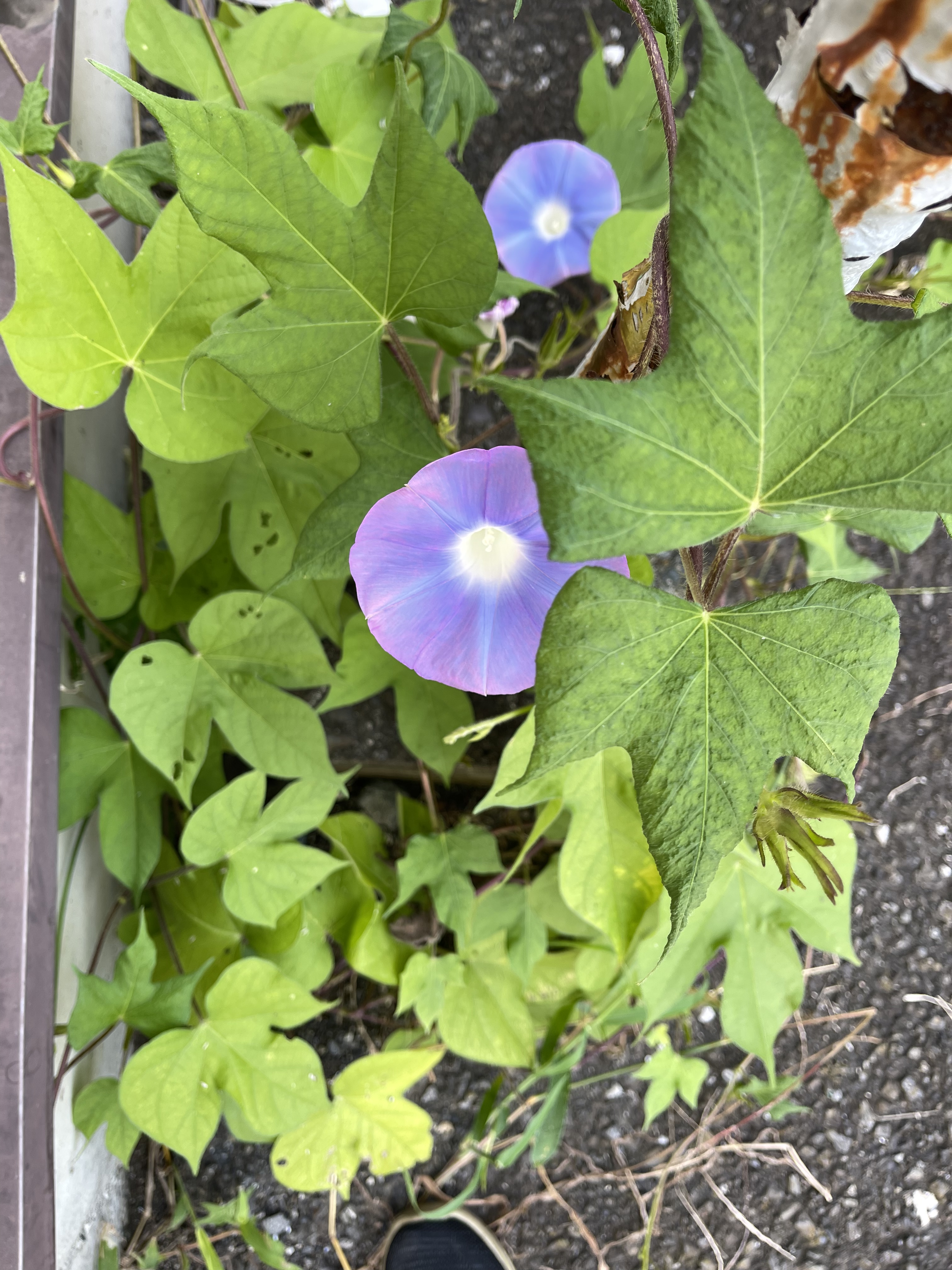 864492EC-AD64-4163-9E48-266A00ED46FB