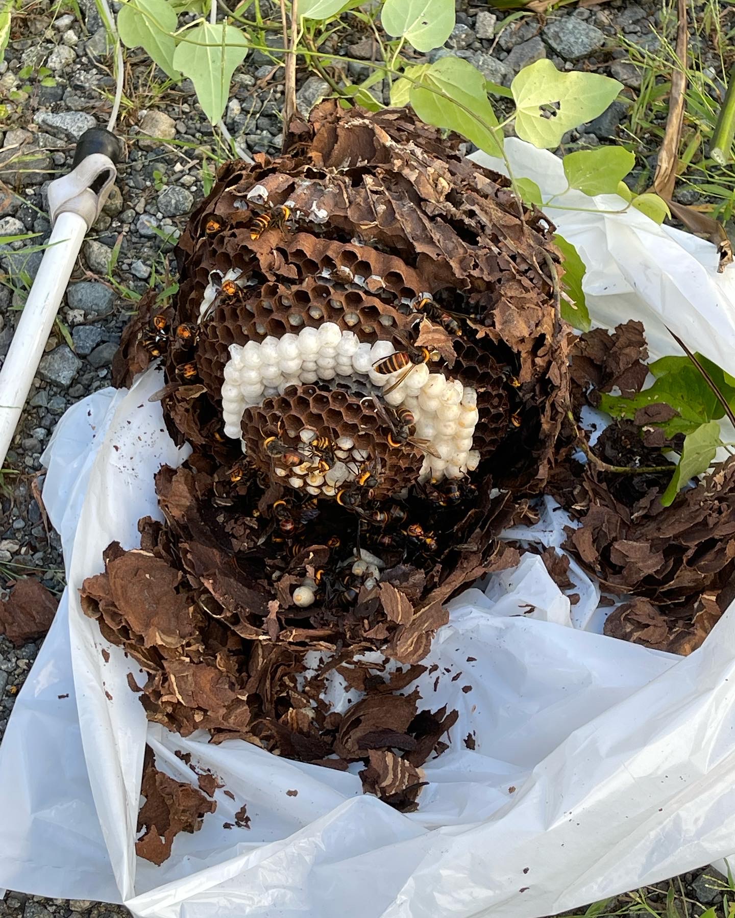 9D92C1B8-49D1-4335-9EA2-5EB5C942296F