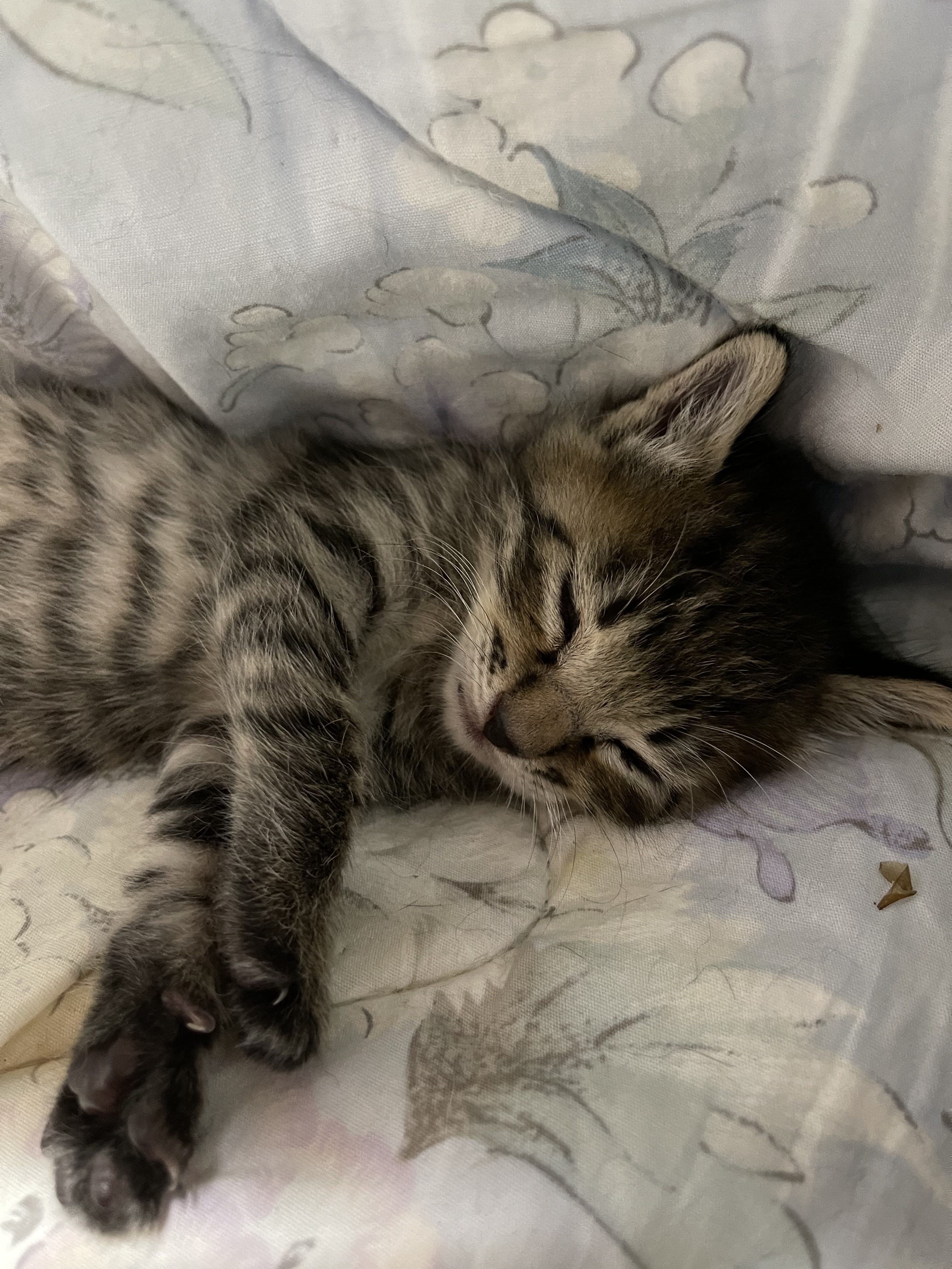 13CBFD5D-C2D9-43F9-A87E-83E094DCA592