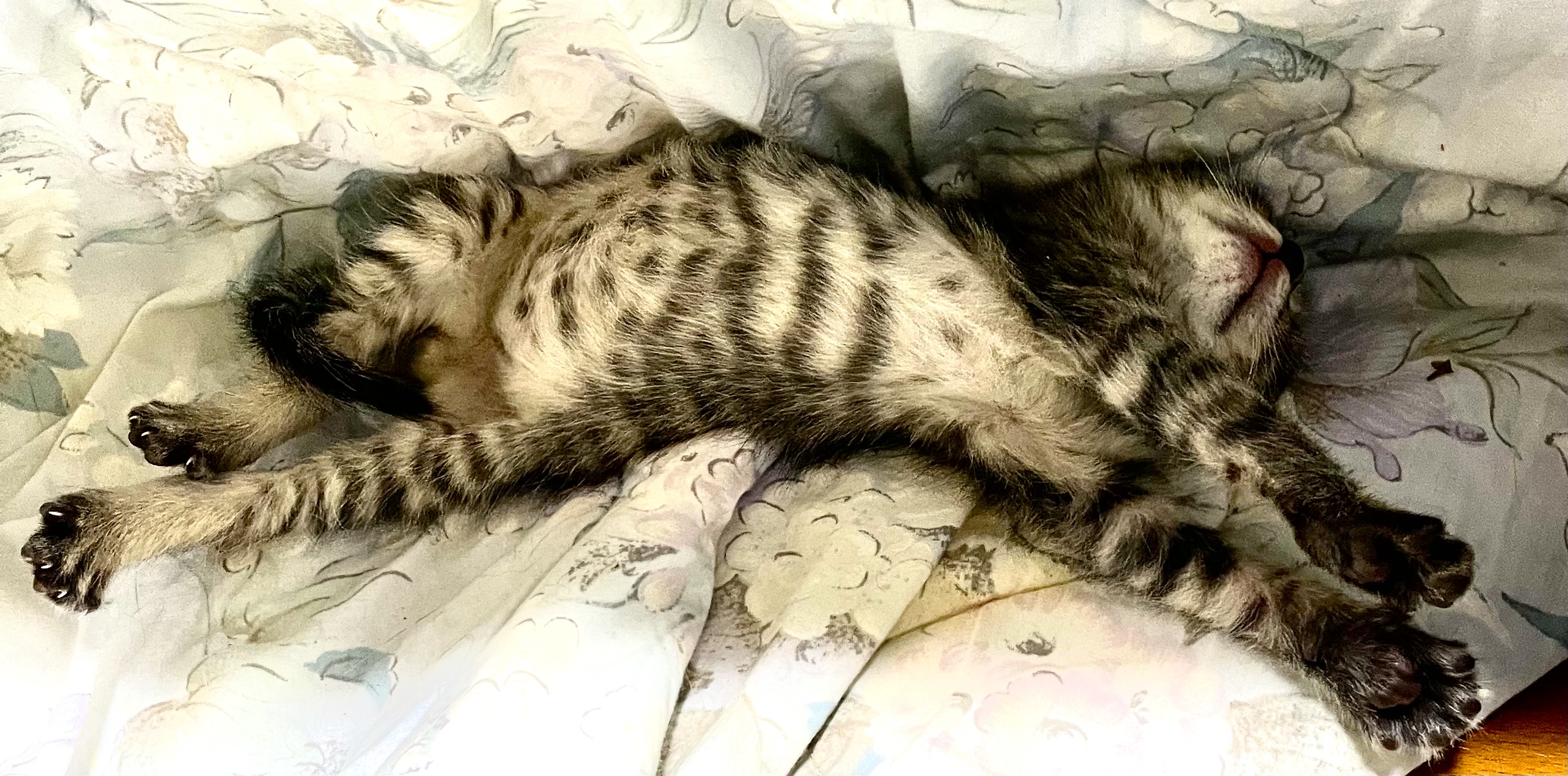 915730F2-53CF-4DDA-B618-5DB21A08CACA