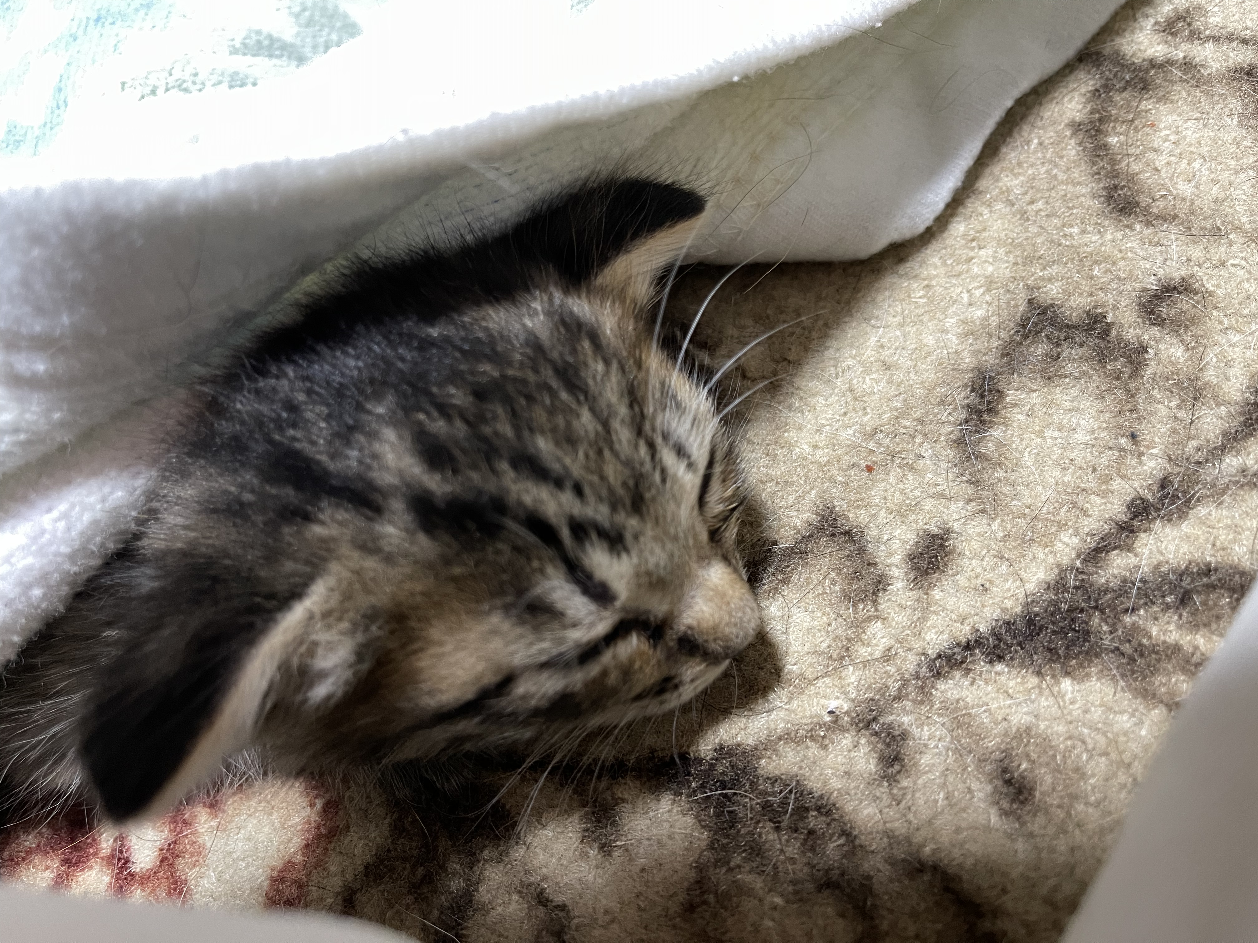 BB6B0381-7BEB-48DB-82F8-3FE9D4D4CC4D