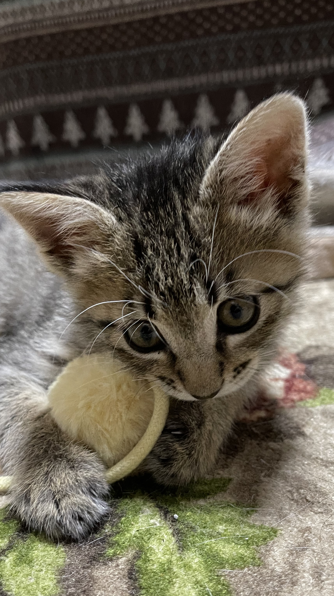 36B54D53-4739-4578-96BC-CDF855F81686