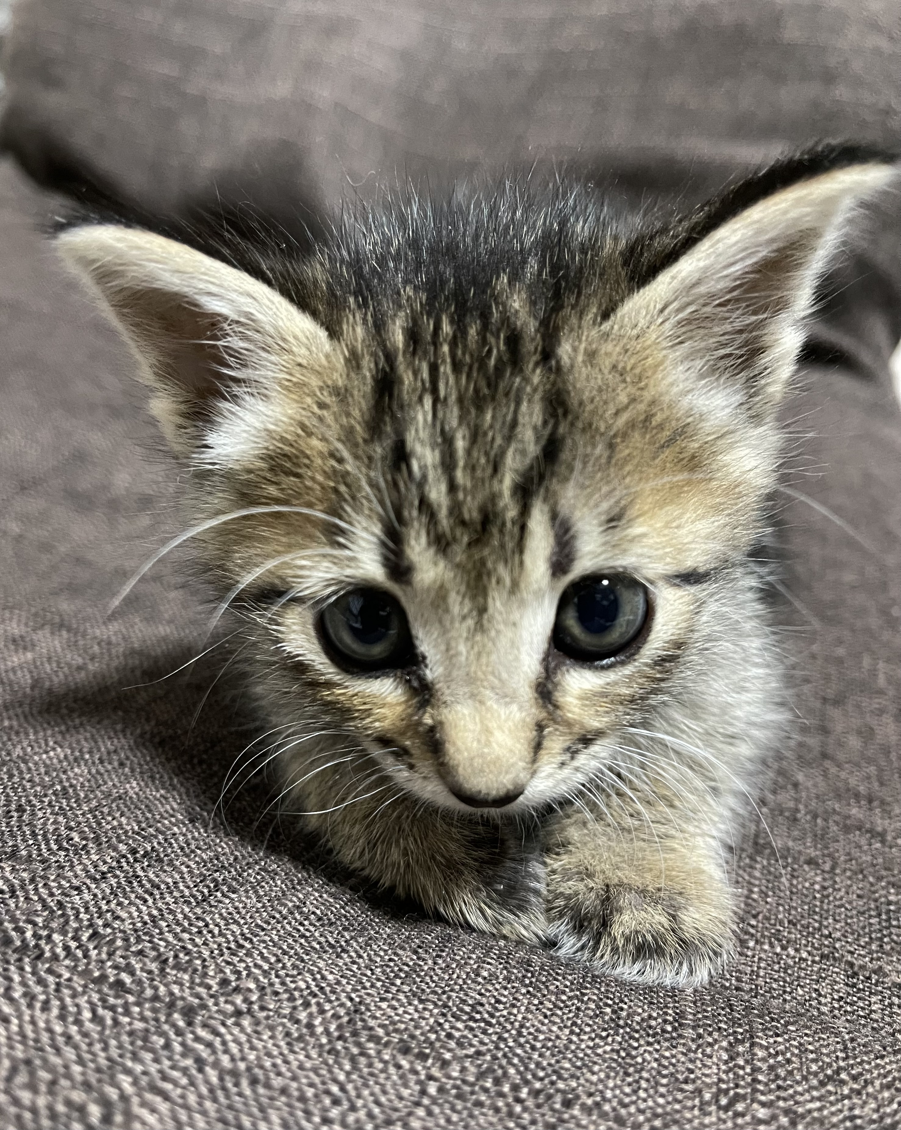 74497326-A449-41DC-8306-9CDBD00FDCE0