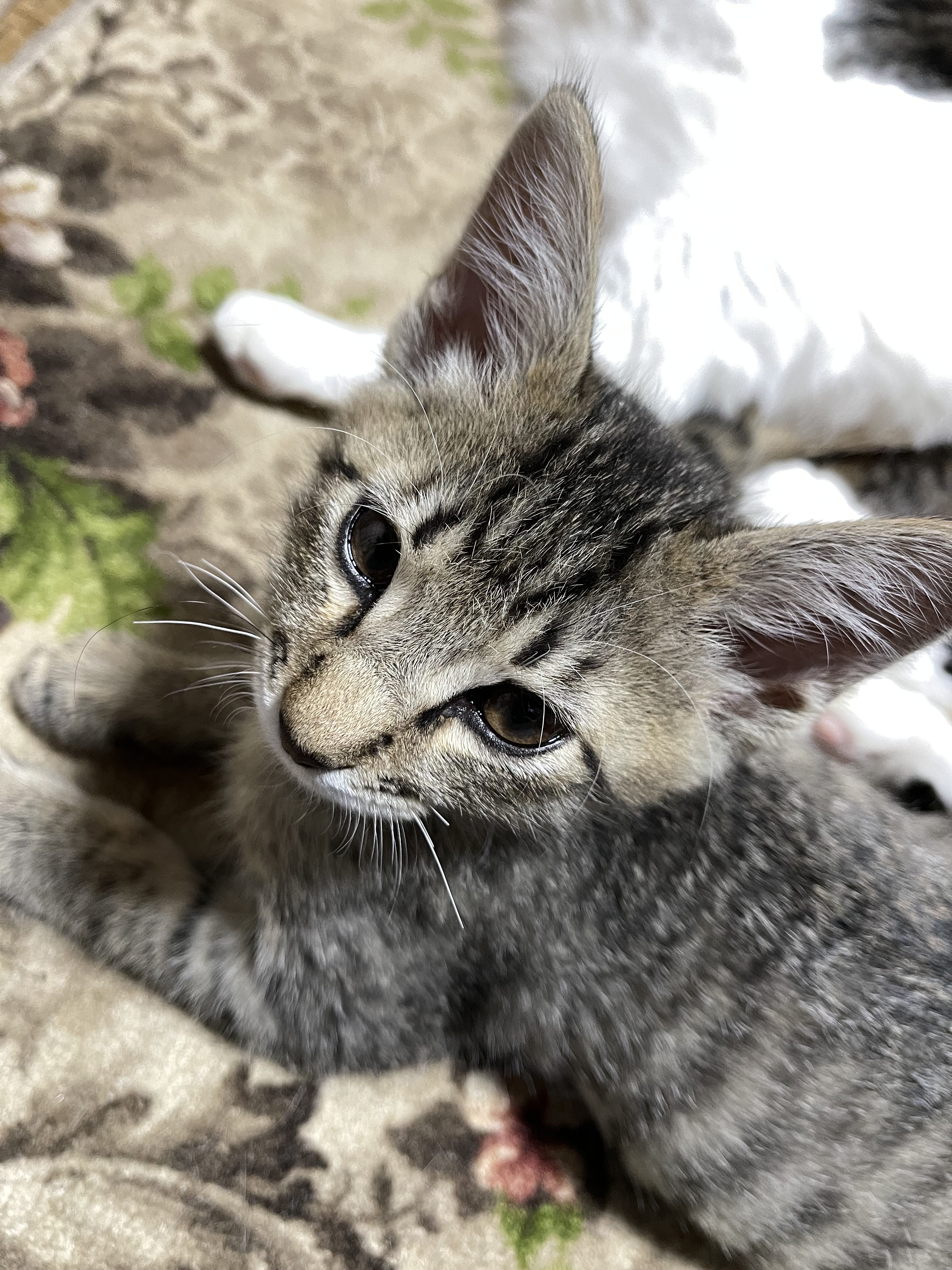 EAB9E7D4-961B-4FB3-8811-2A3F88C3A836