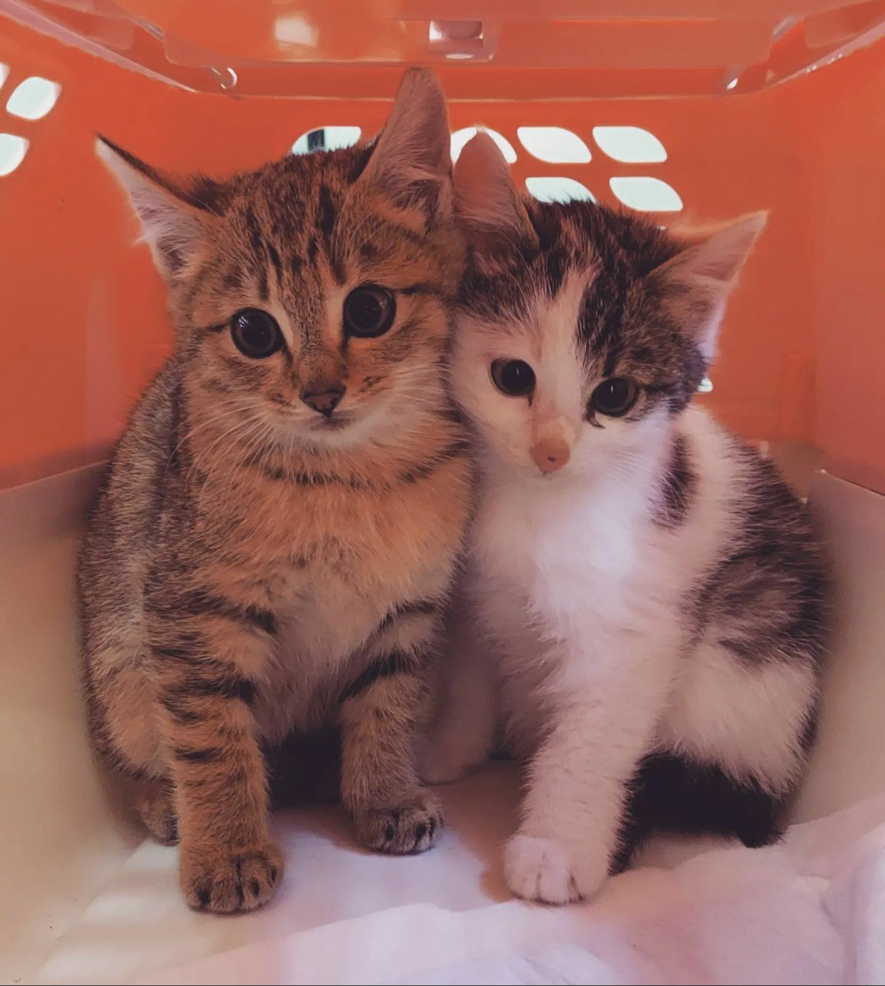 F2776A57-6818-4996-8D44-500FCC996530