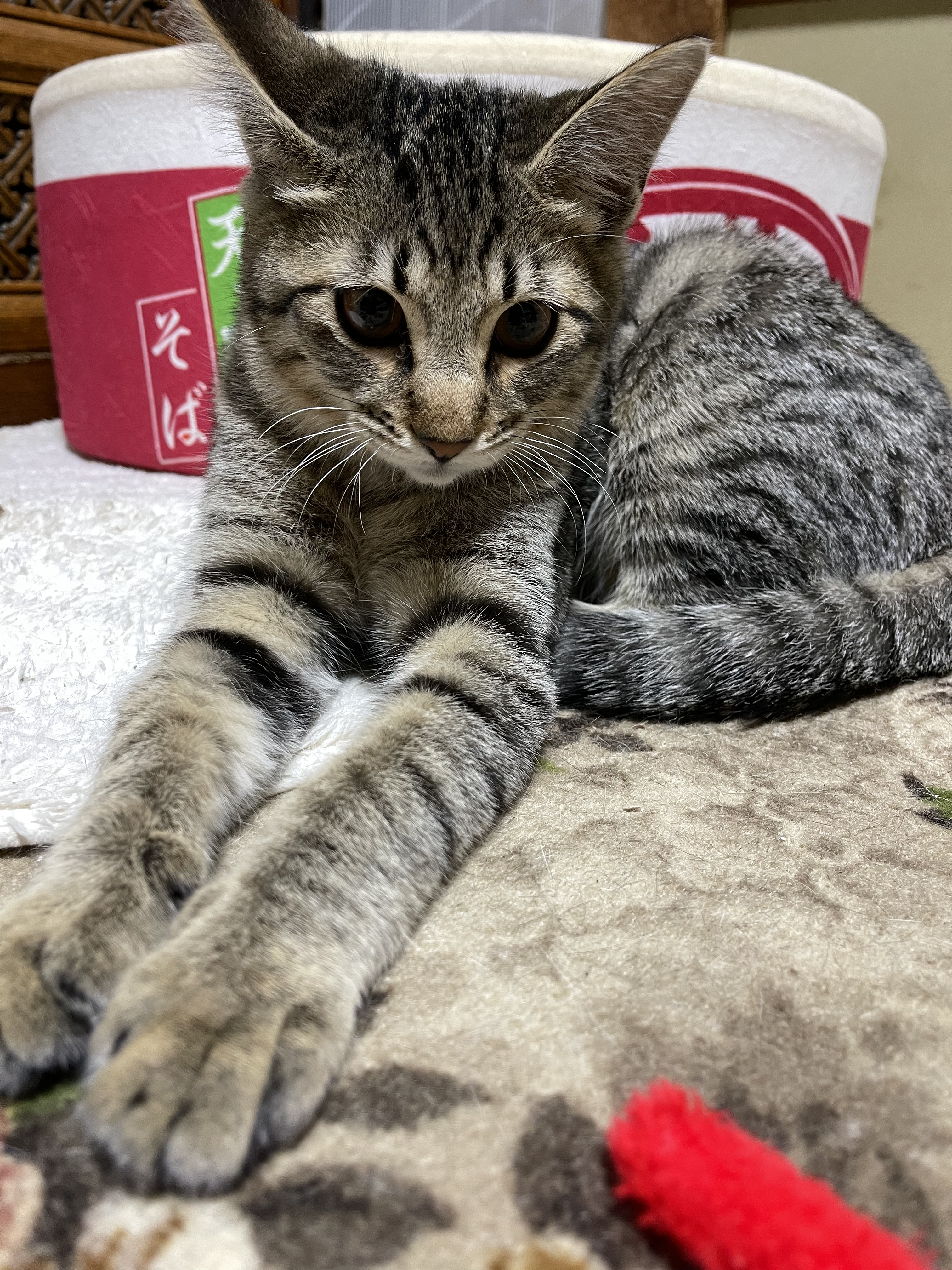 5D8FB3C4-39D4-4E3C-B2F7-4AF1252BF275