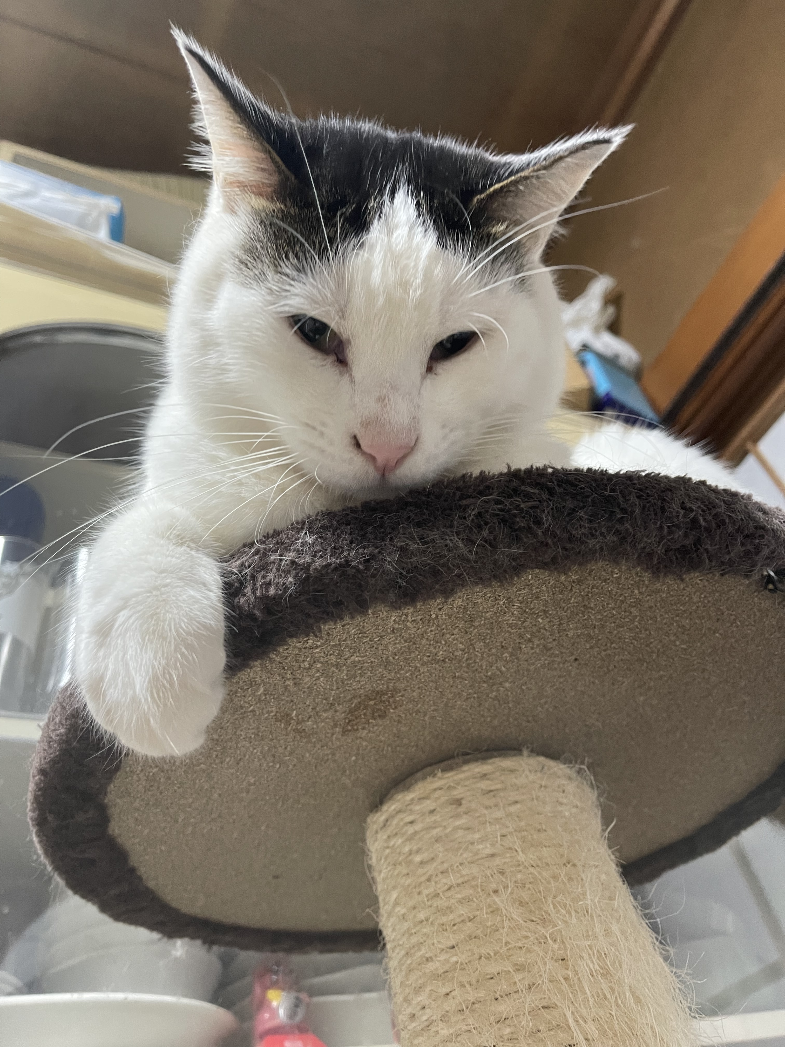 C5DDB59E-E6A5-42E4-BD11-BBB6D0827F43