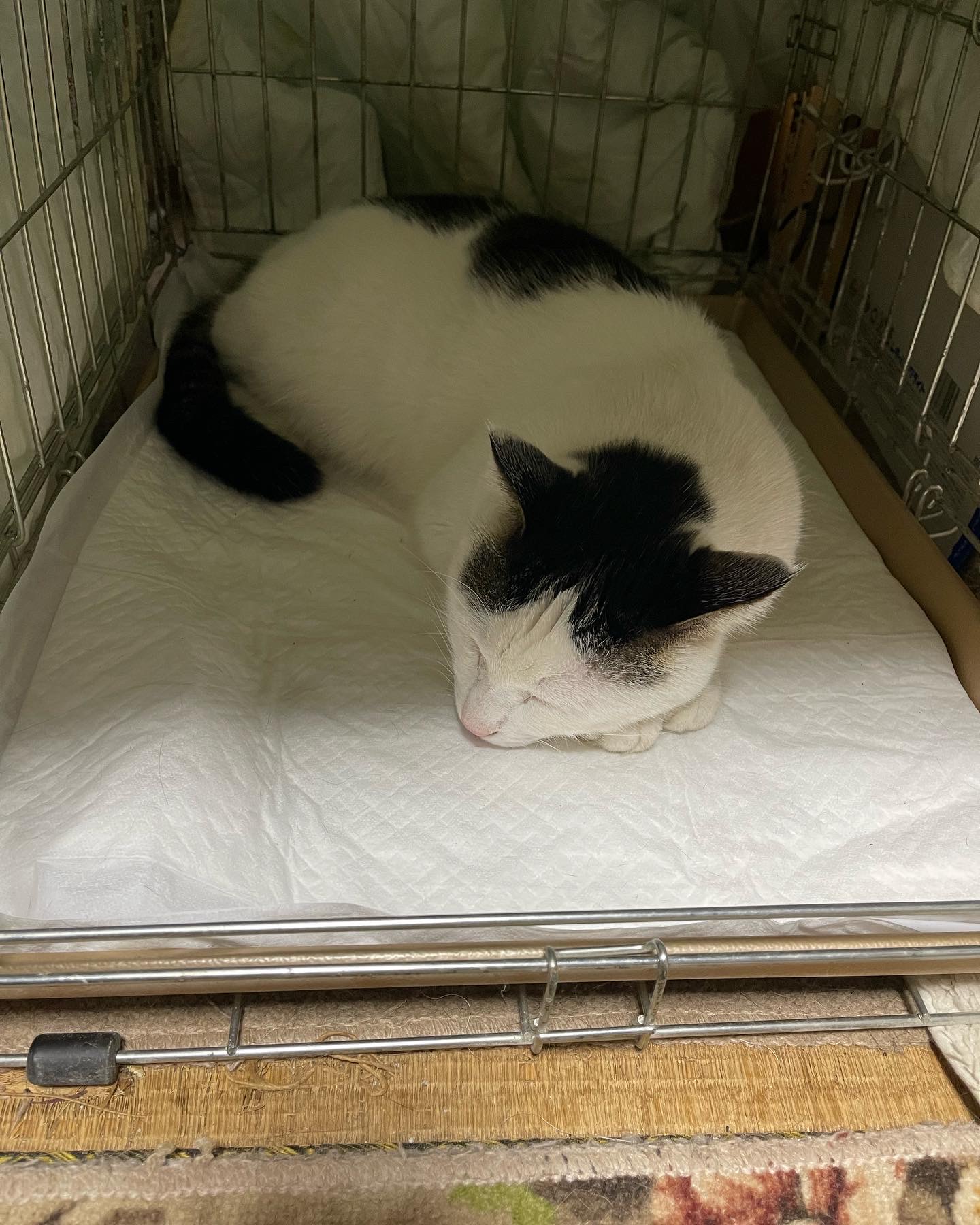 26A4DC7B-005F-4AAB-9BF4-85F921D11AEE